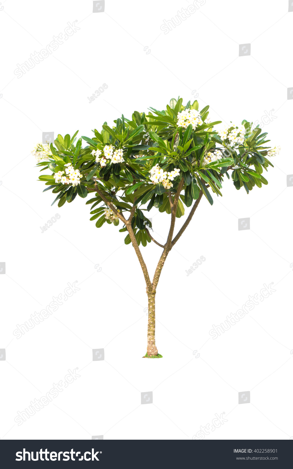 Plumeria Tree Isolated On White Background Stock Photo 402258901