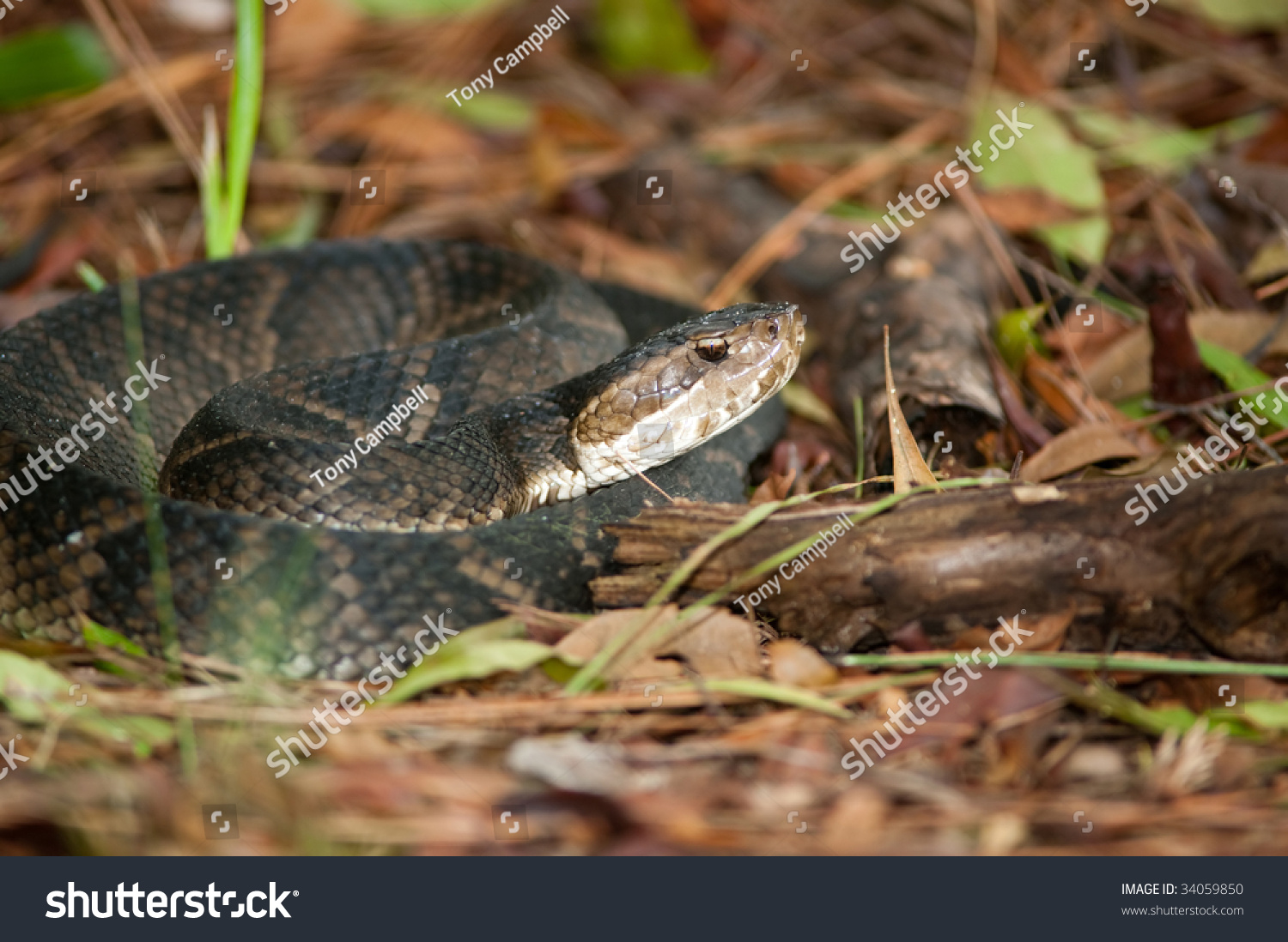 Poisonous Water Moccasin Coiled On The Ground Stock Photo 34059850 ...