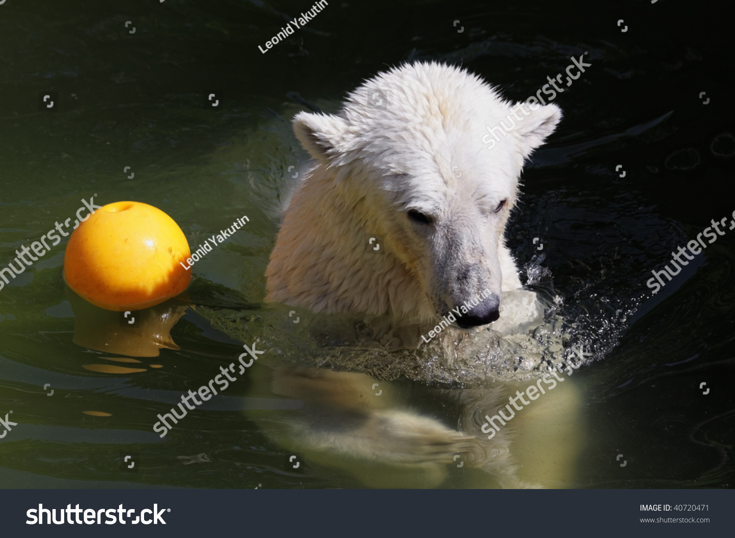 polar bear pool float