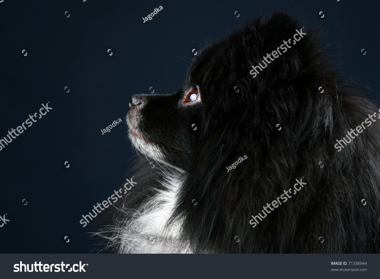 pomeranian side view pomeranian spitz up portrait side view stock photo 71336944 pomeranian side view pomeranian spitz up portrait side view stock photo 71336944