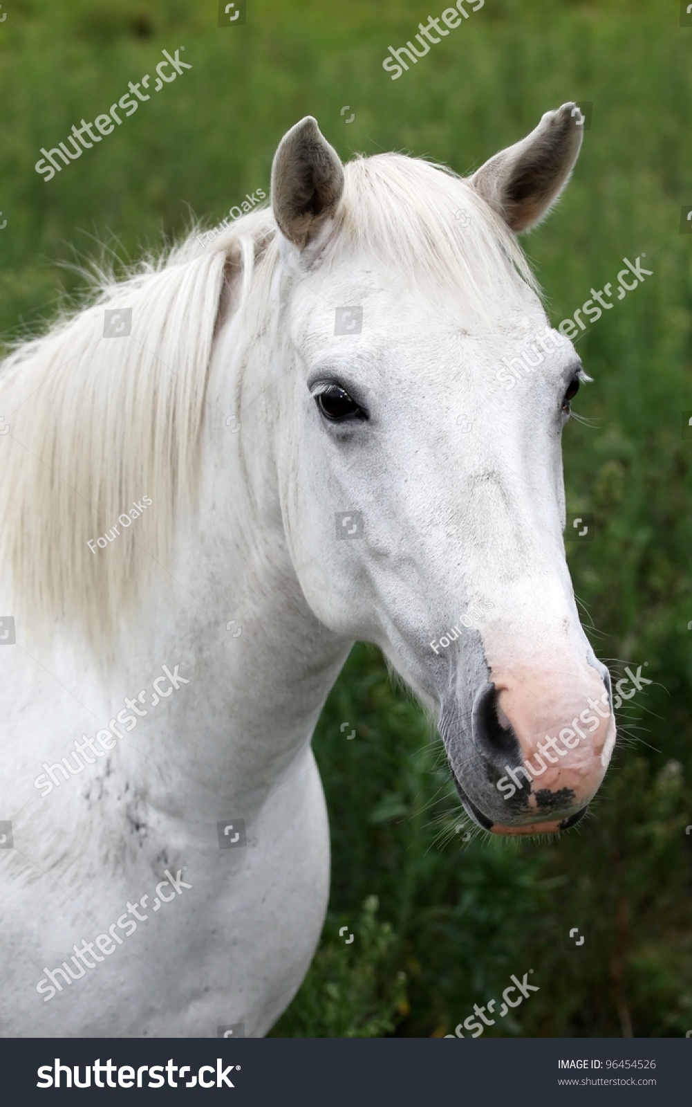 Portrait Beautiful White Horse Pink Nose Stock Photo 96454526