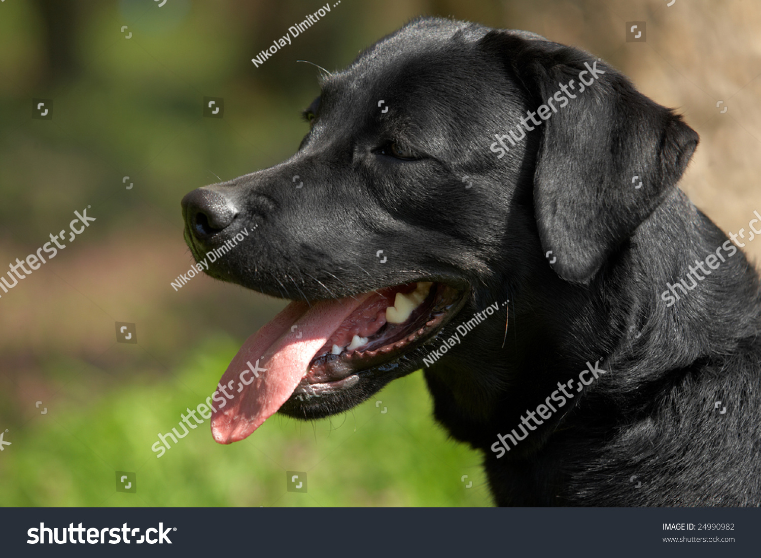 Portrait Of A Black Labrador Retriever Head With A Long Tongue Stock Photo 24990982 Shutterstock