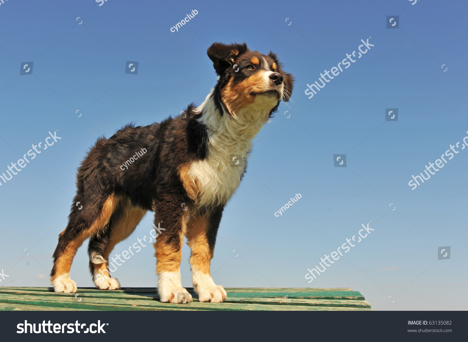 Portrait Of A Cute Puppy Purebred Australian Sheepdog Stock Photo