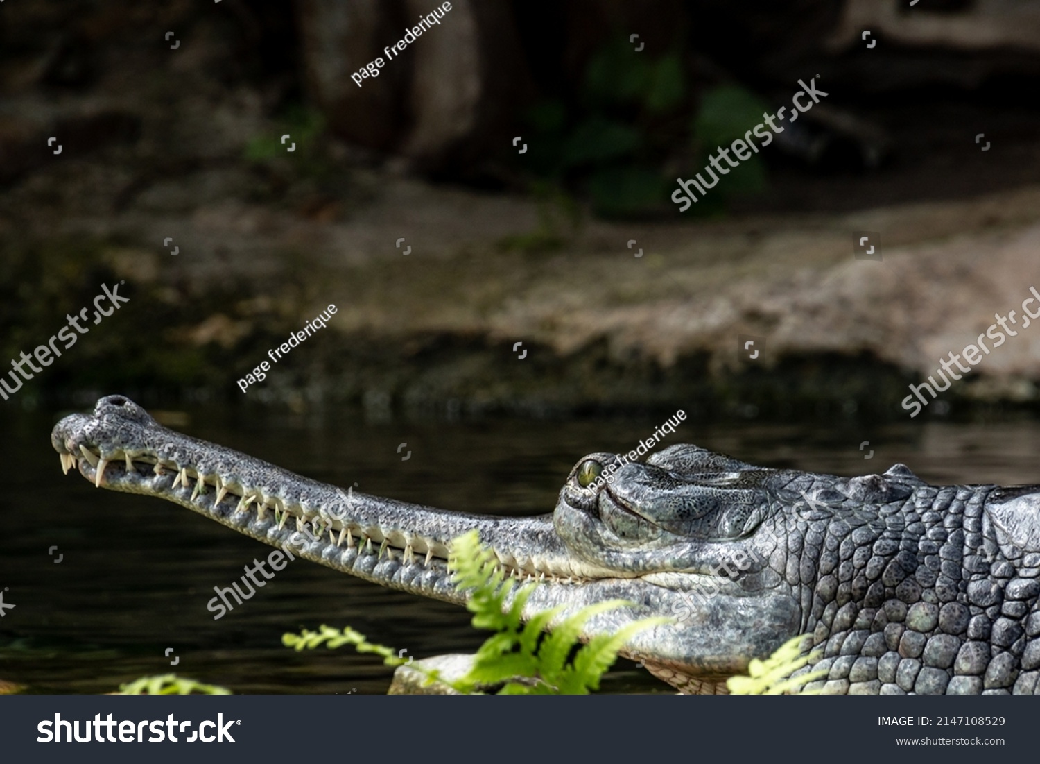 Gavial Du Gange Images Stock Photos Vectors Shutterstock