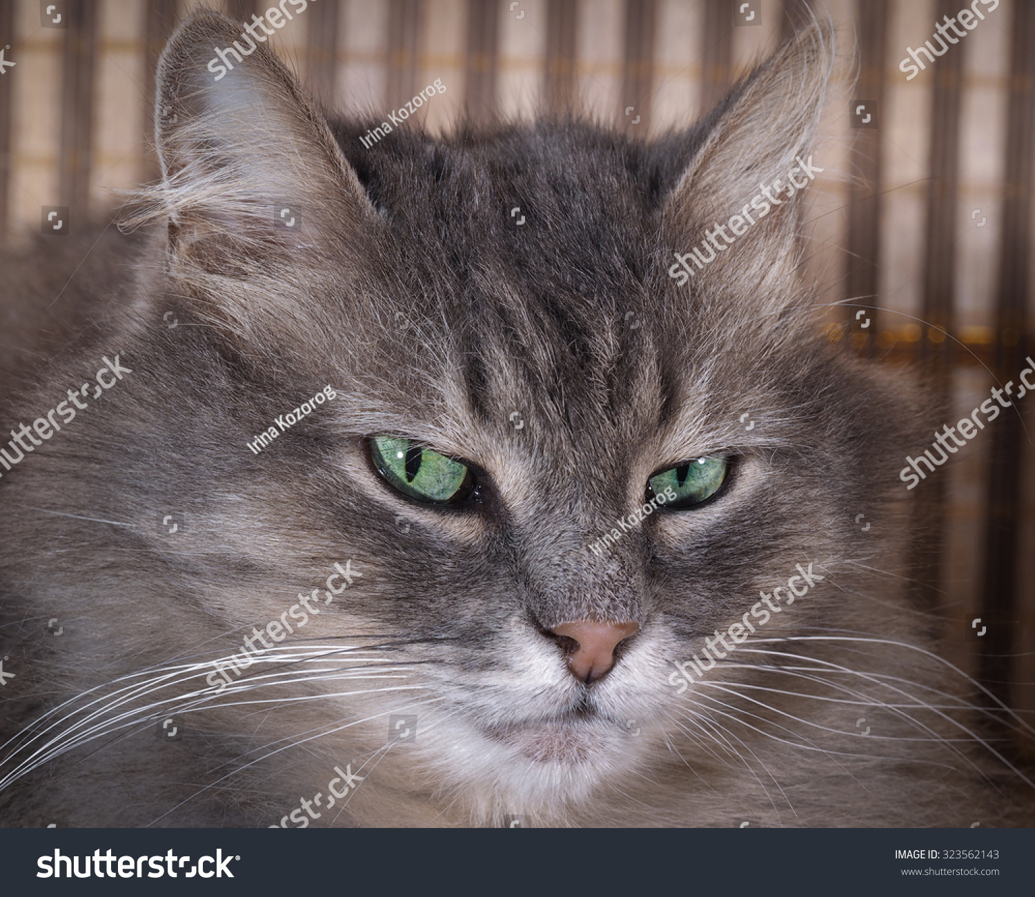 Albums 95+ Images fluffy grey cat with green eyes Stunning