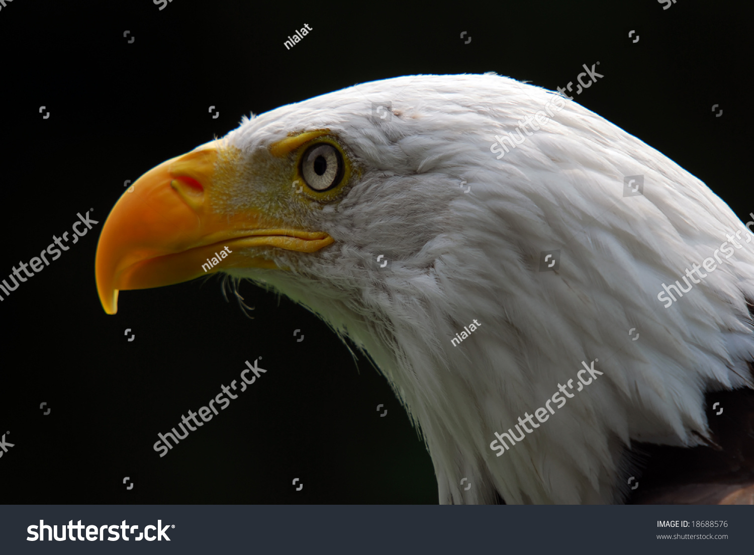 Portrait Majestic American Bald Eagle Bird Stock Photo Edit Now