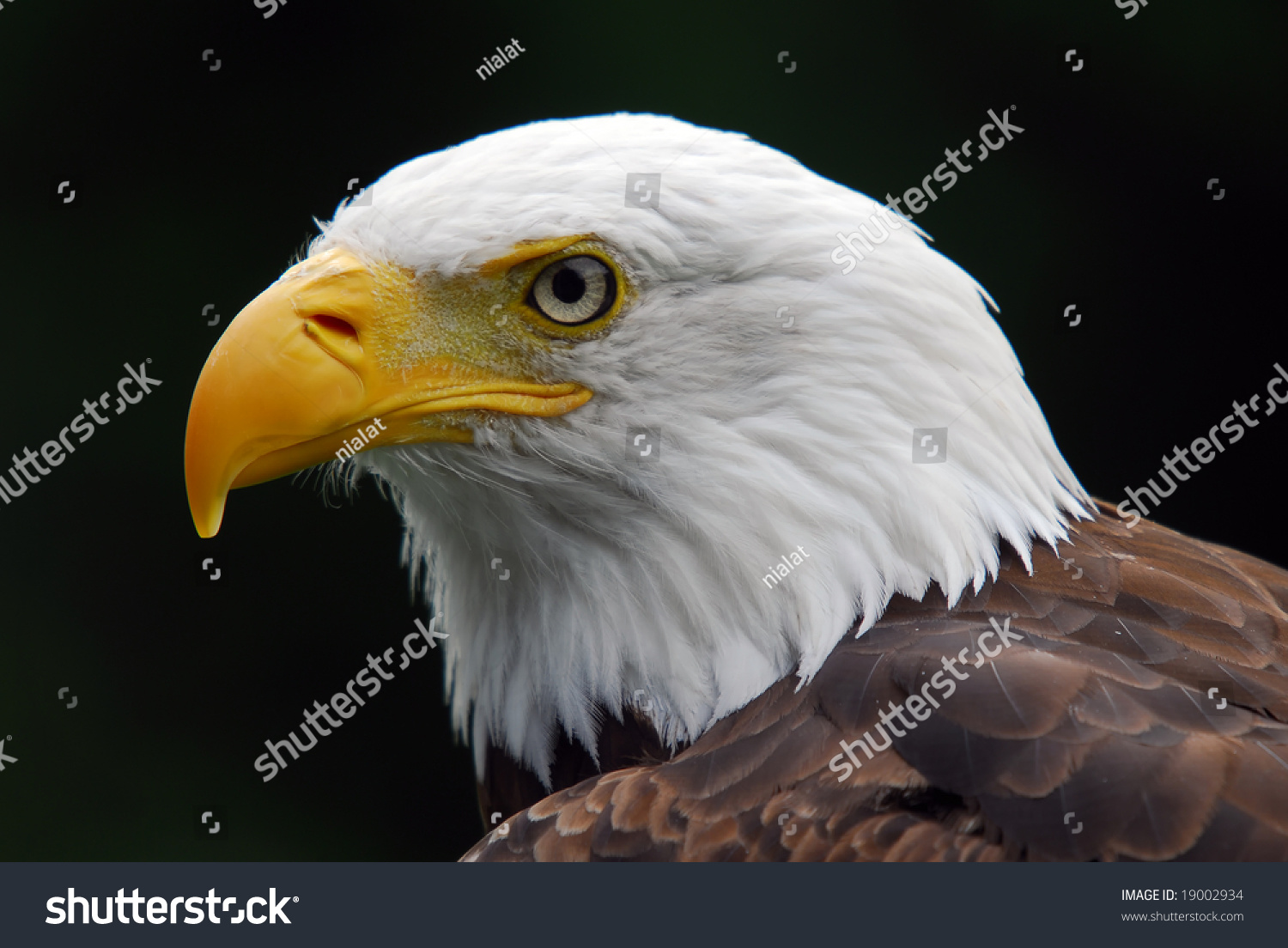 Portrait Of A Majestic American Bald Eagle Bird Of Pray Stock Photo