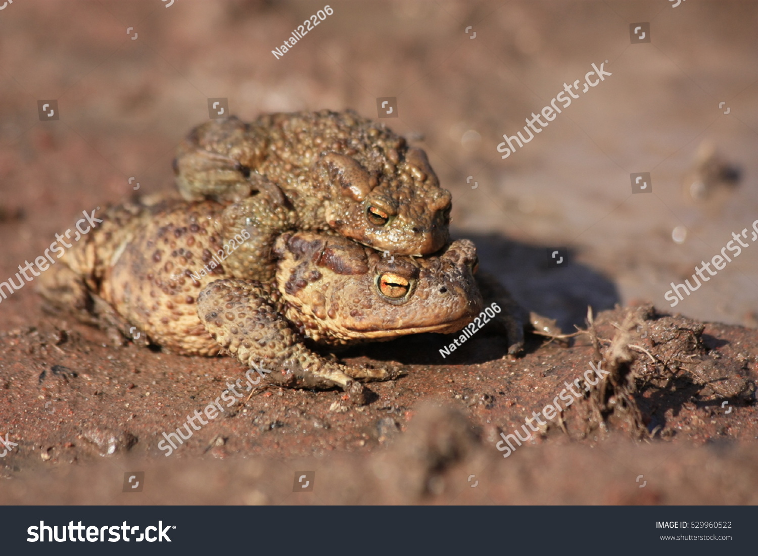 Portrait Pair Mating Common Toad Bufo Stock Photo Shutterstock