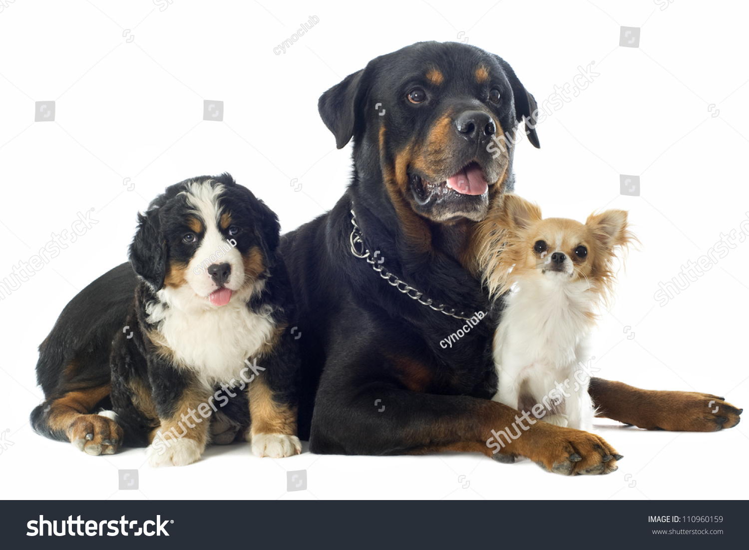 Portrait Of A Purebred Bernese Mountain Dog , Chihuahua ...