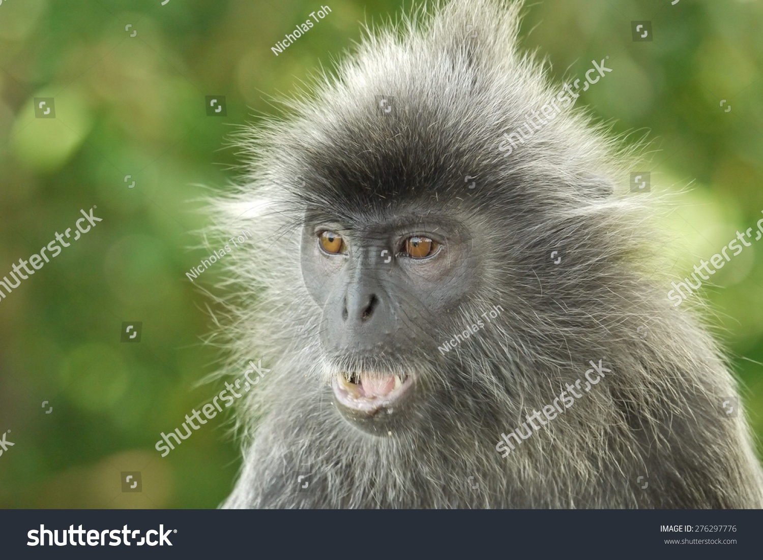 Portrait of a Silver Leaf Monkey which is an endangered species of monkey Photo was taken in Malaysia Portrait of a Silver Leaf Monkey which is an endangered species of monkey Photo was taken in Malaysia