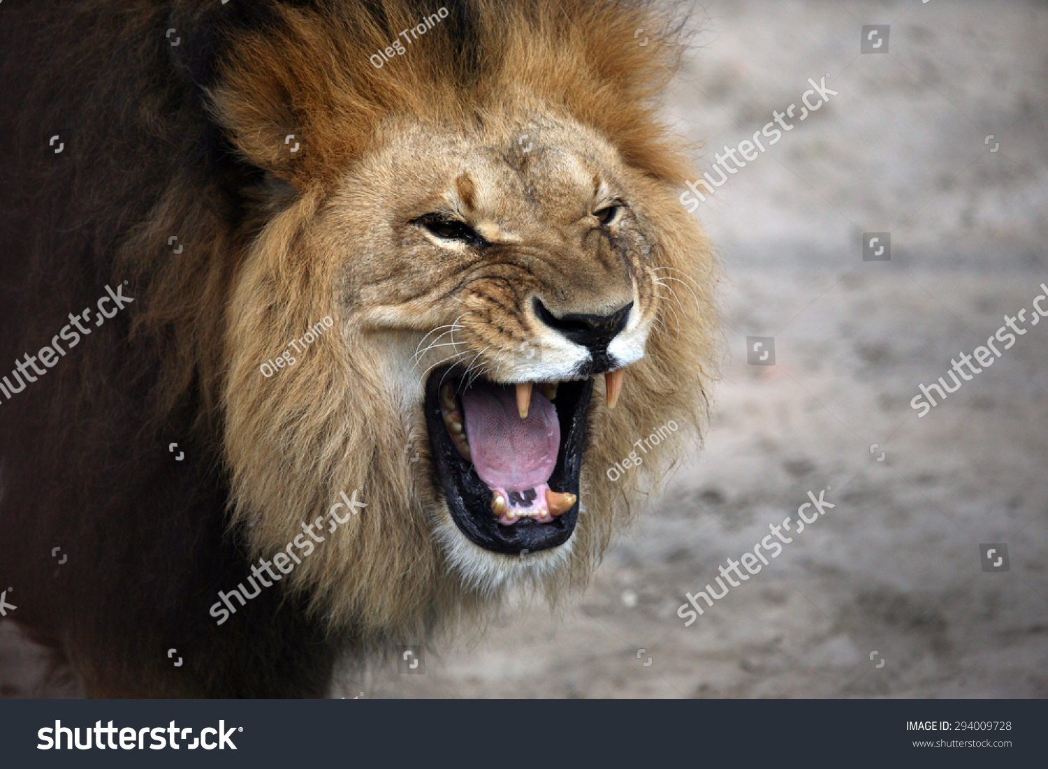 portrait of a snarling African lion portrait of a snarling African lion