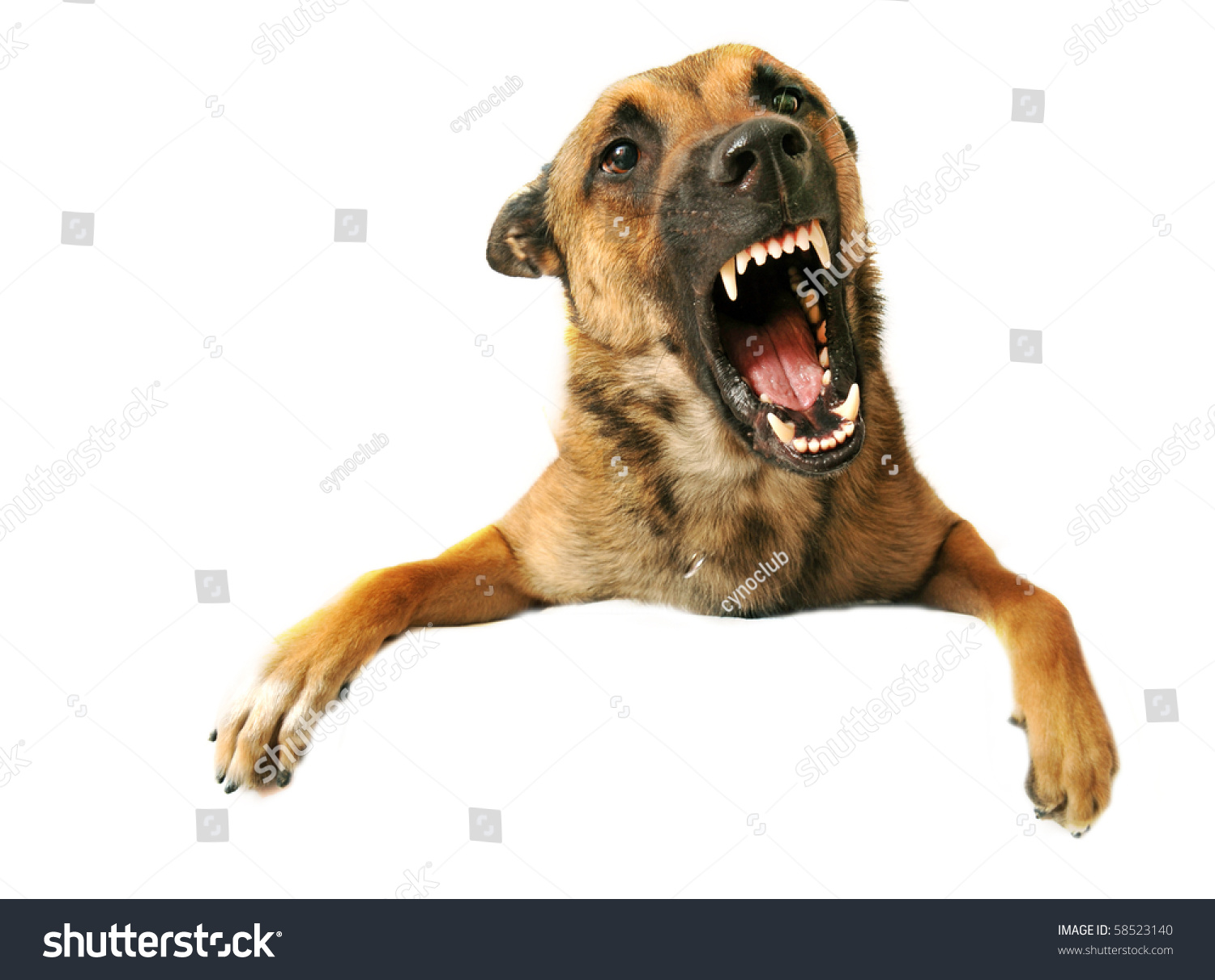 Portrait Of A Very Angry Purebred Belgian Shepherd Malinois Stock Photo