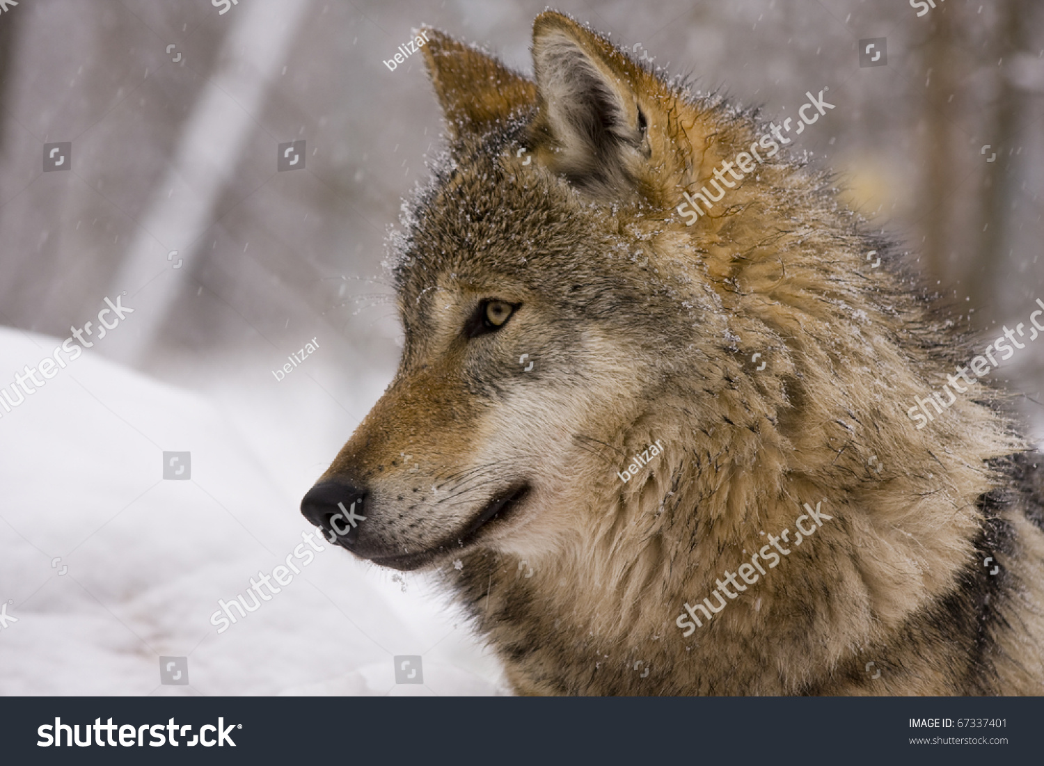 An introduction to the gray wolf or canis lupus