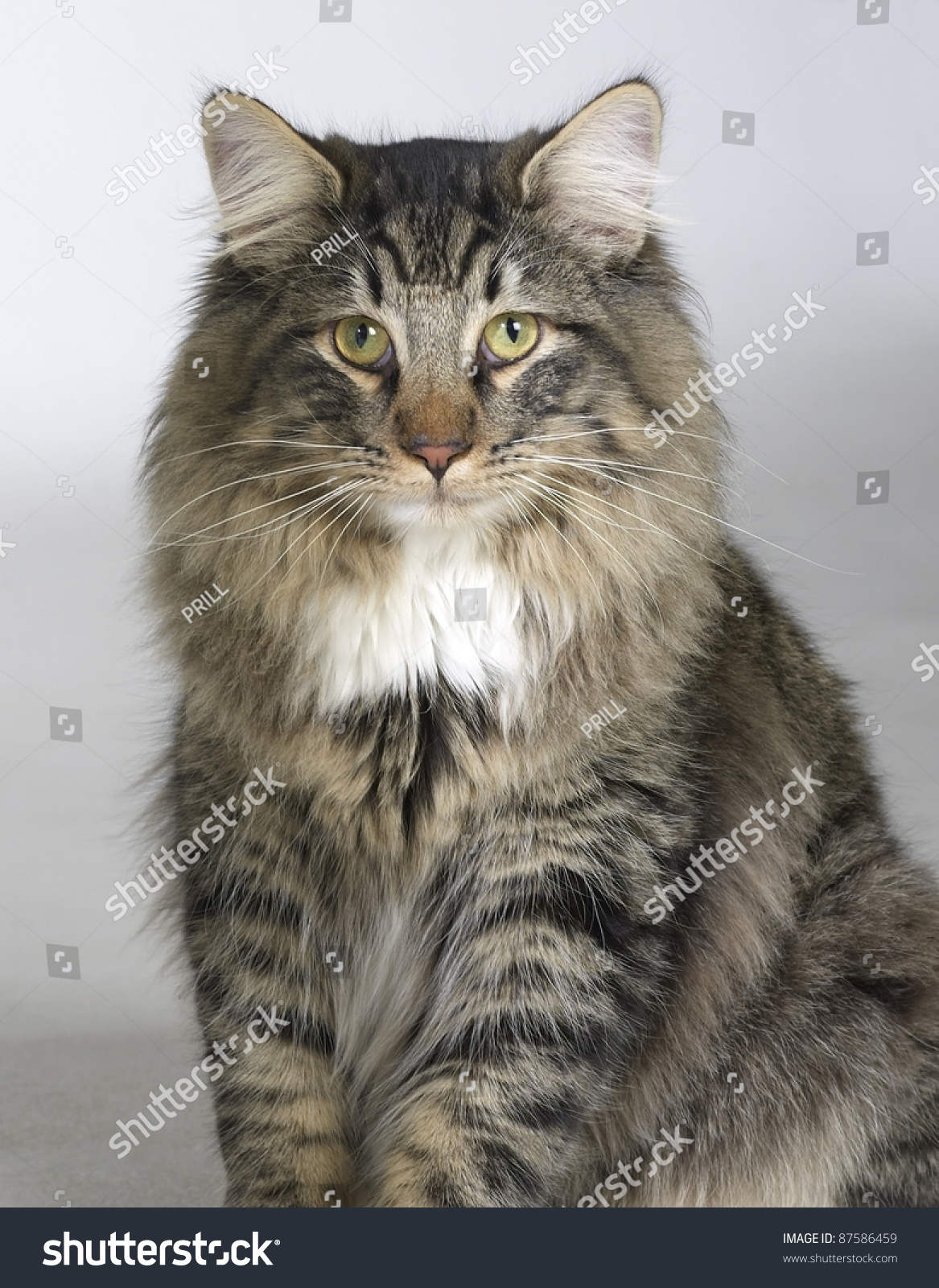 Portrait Of A Young Norwegian Forest Cat In Grey Back ...