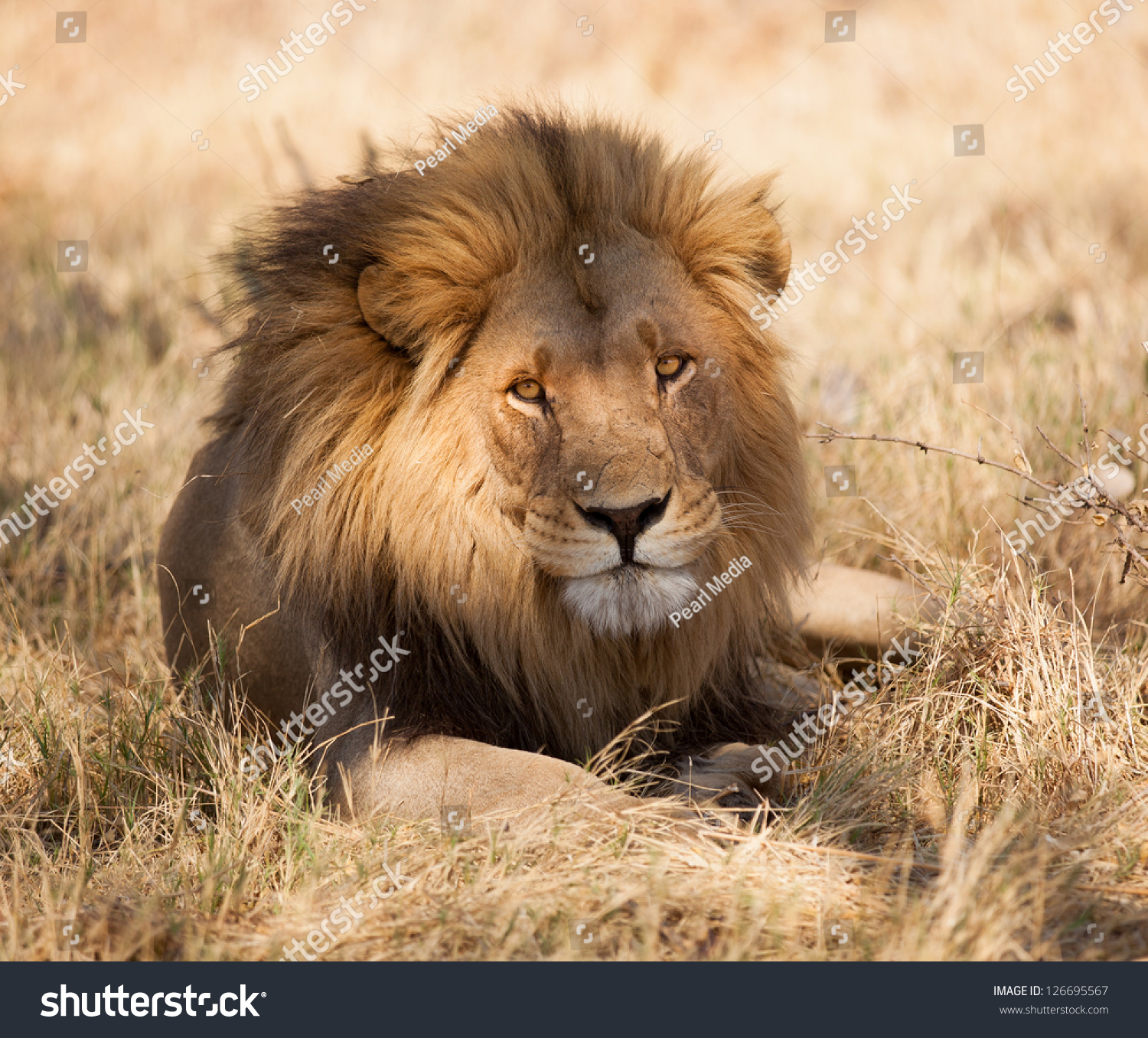 Portrait Of African Male Lion Lying Down Stock Photo 126695567