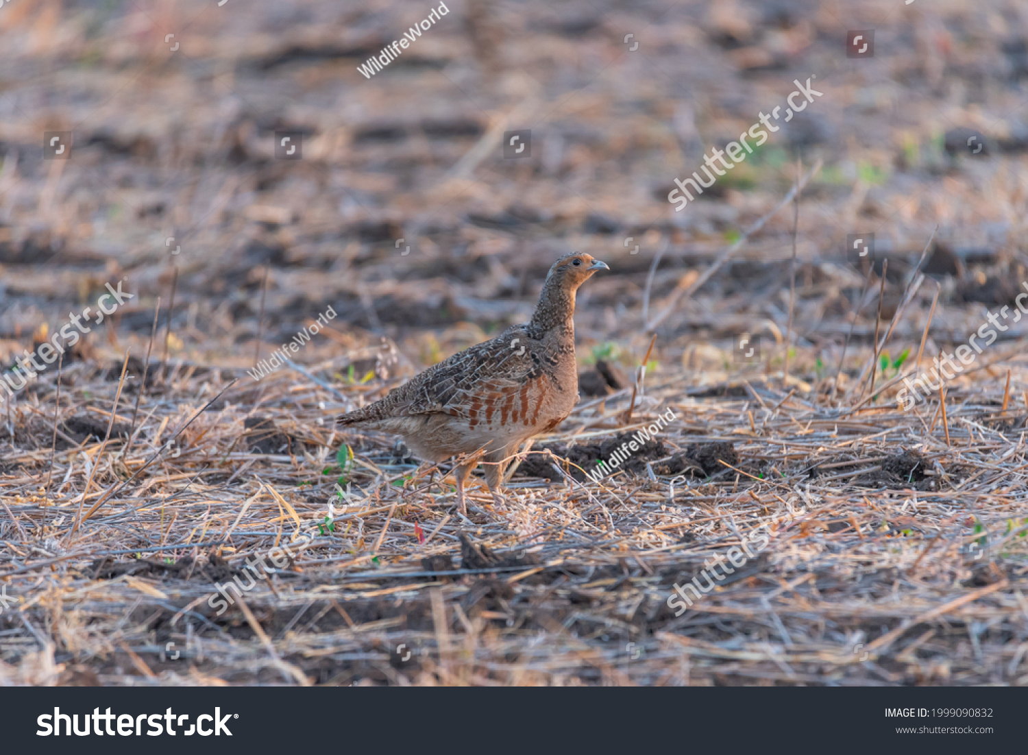 Portrait Grey Partridge Perdix Perdix Hunting Stock Photo