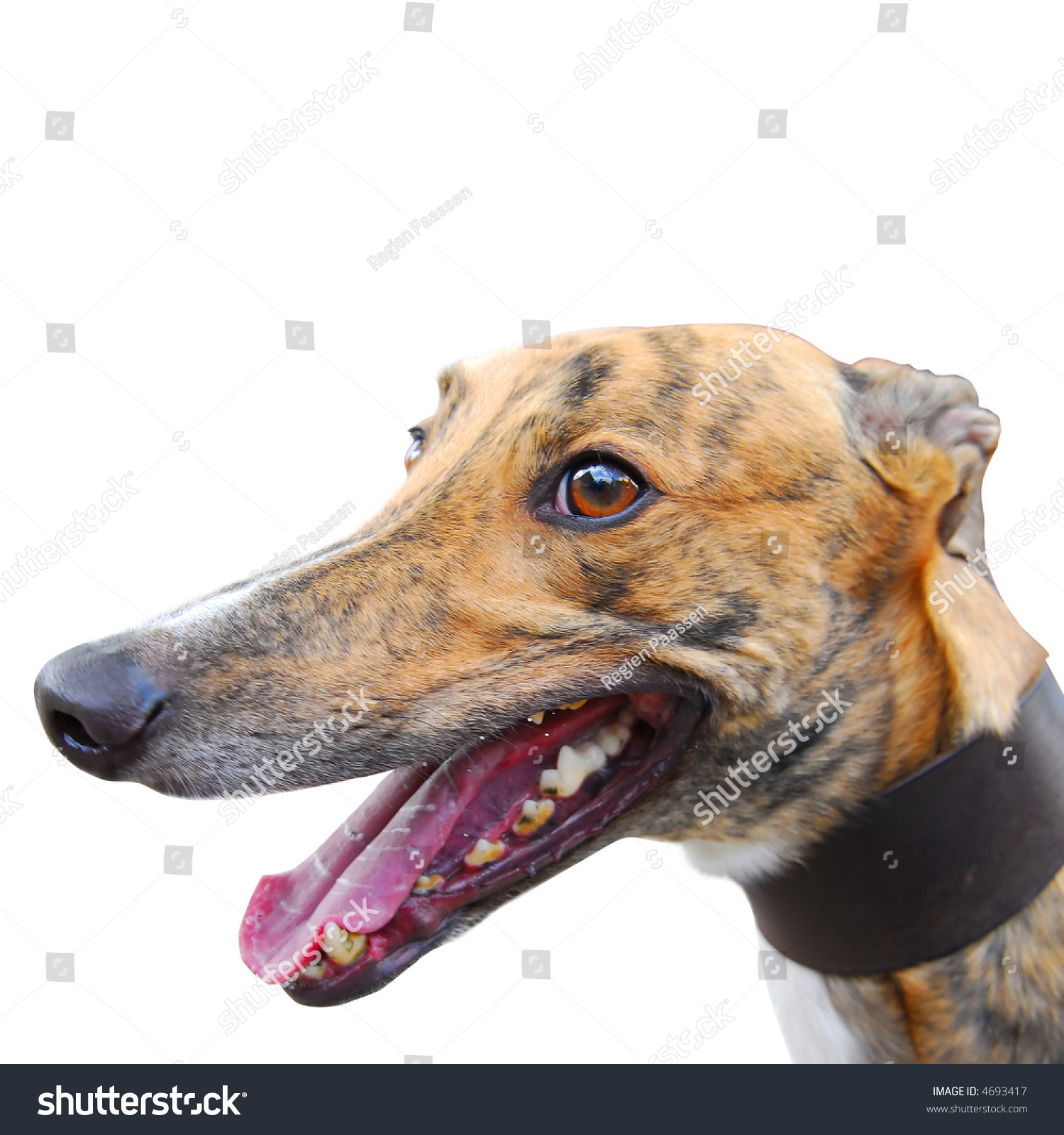 Portrait Of Greyhound Isolated On White Square Background Stock Photo