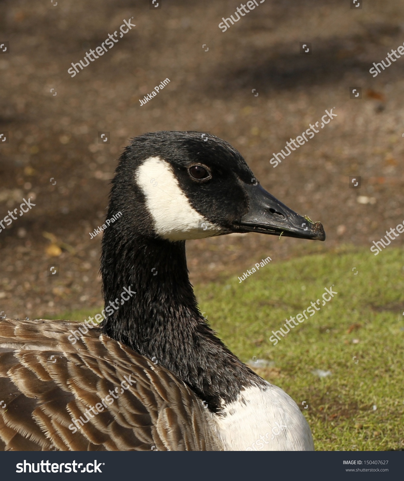 canada goose outlet helsinki canada goose outlet helsinki