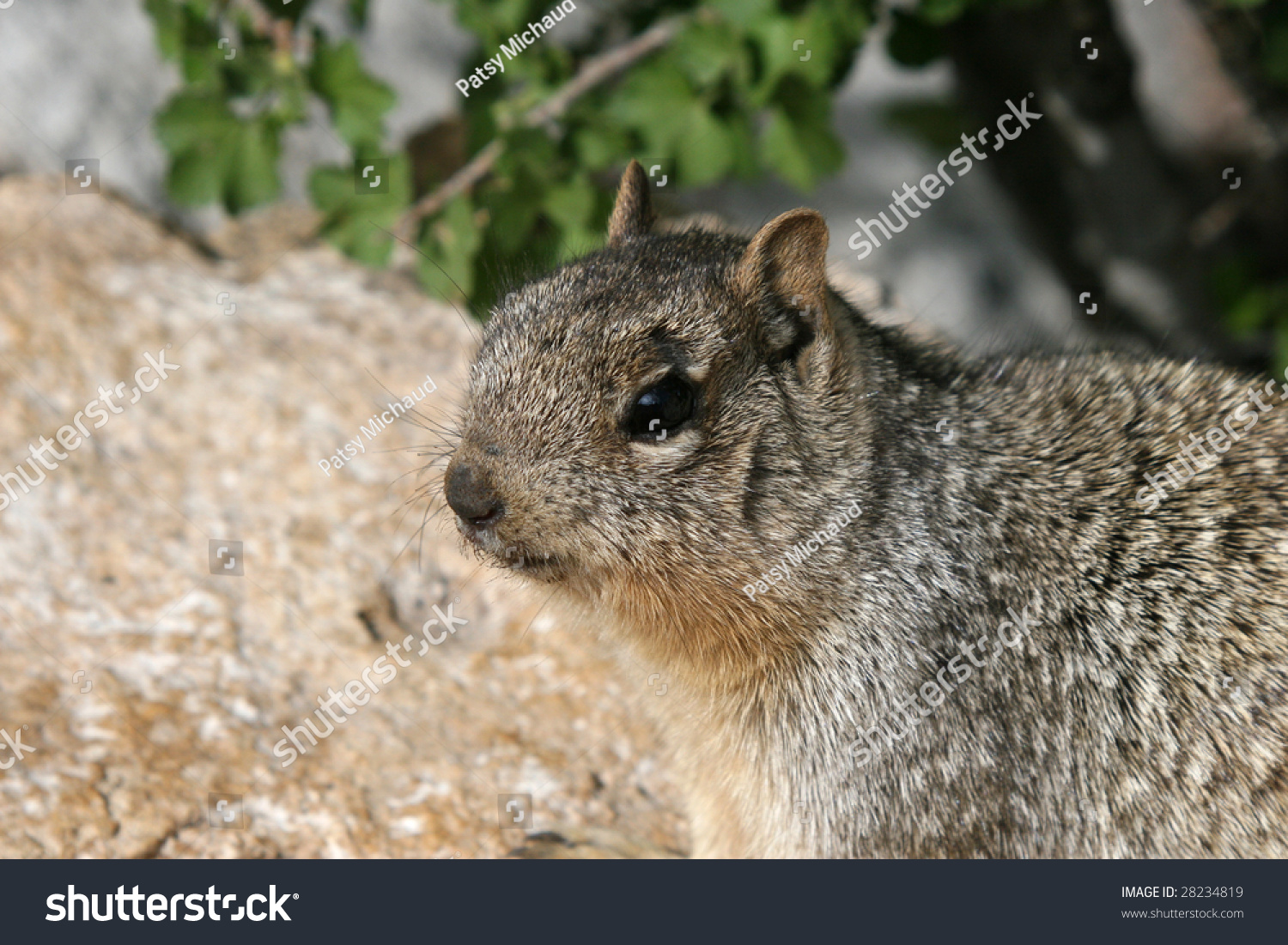 Portrait Of The "Dangerous" Grand Canyon Rock Squirrel (Spermophilus