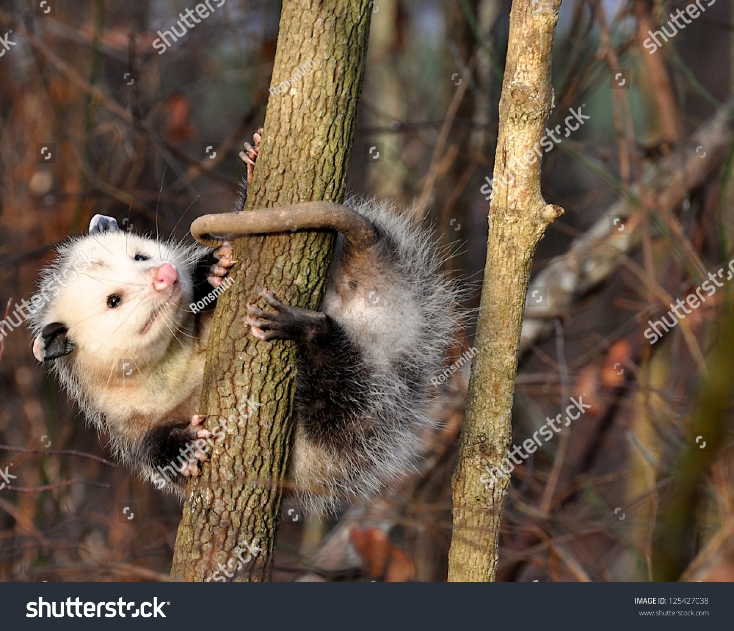 Stp7 playing possum pays double dividends 3