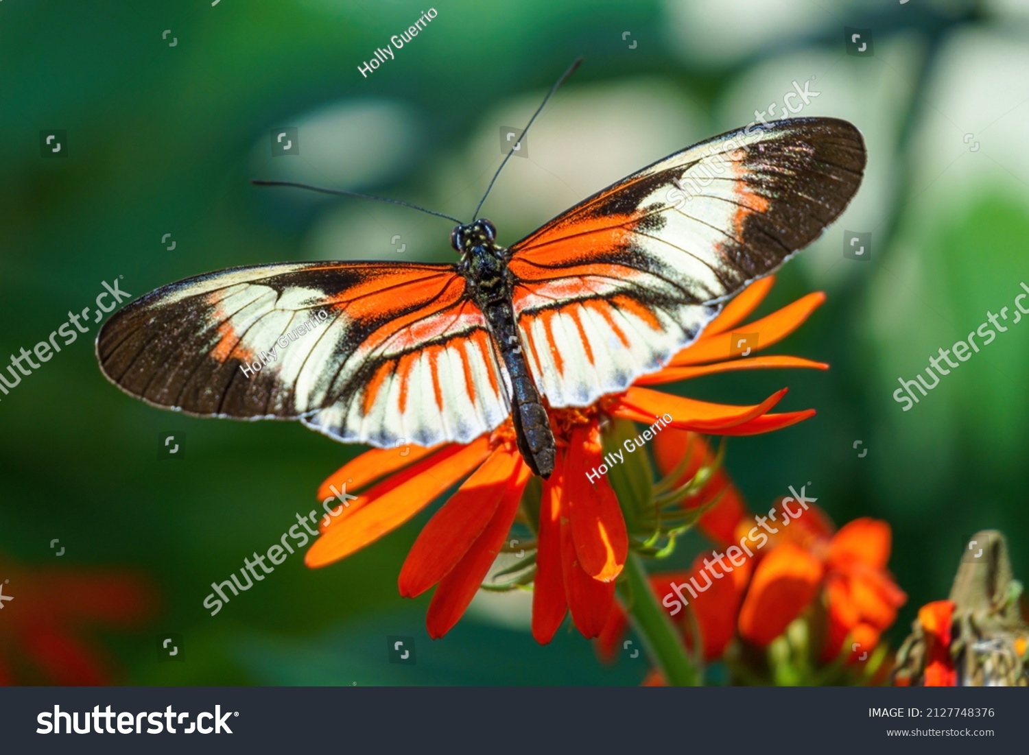 Postman Butterfly Heliconius Melpomene Dorsal Wings Stock Photo