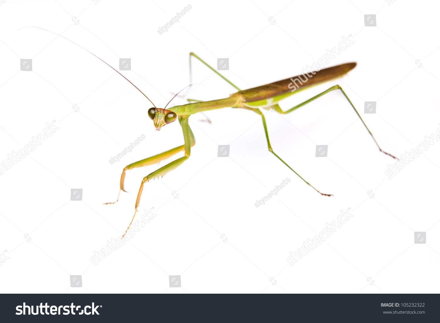 Praying Mantis Isolated On White Background Stock Photo 105232322