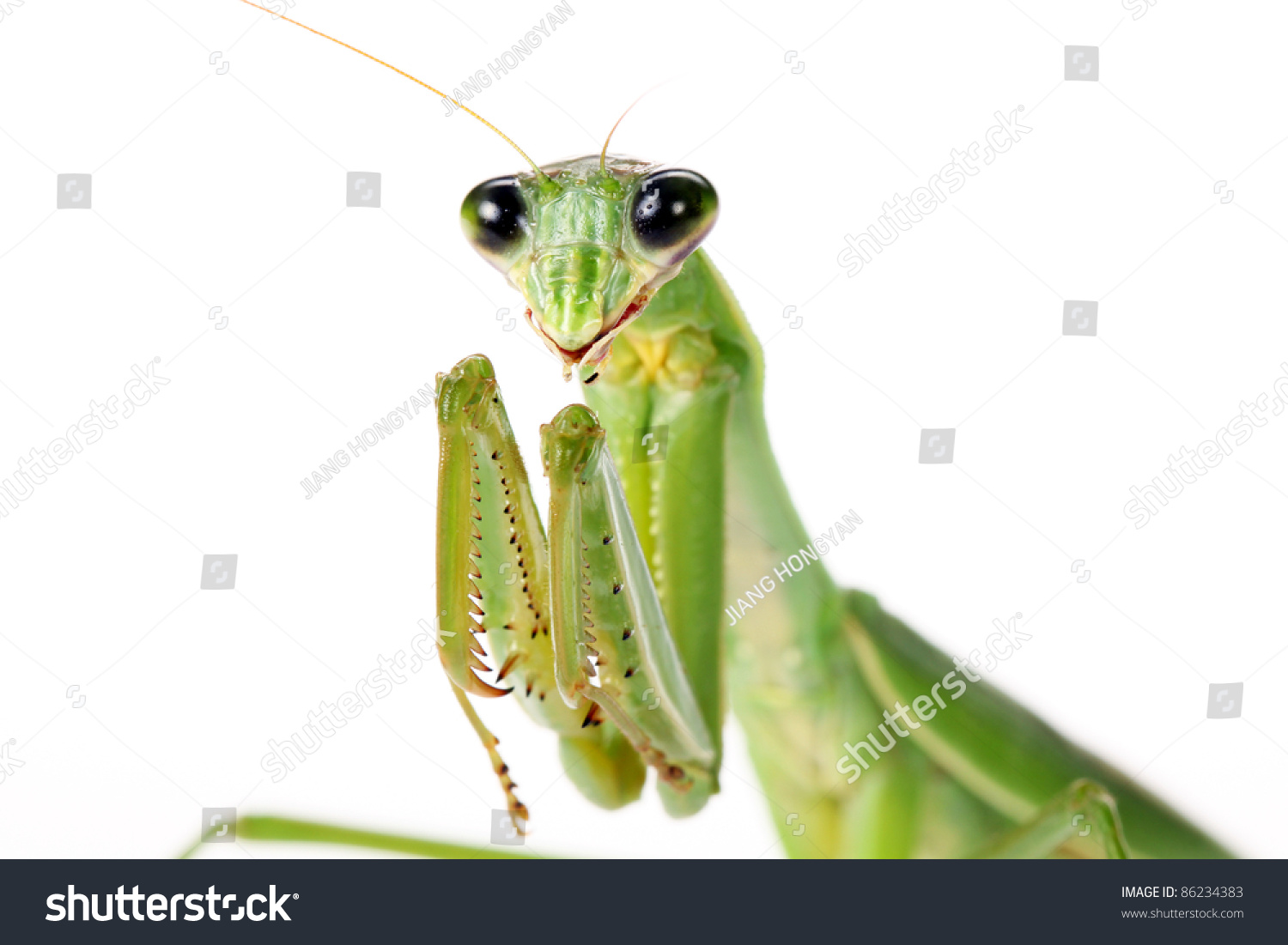 stock-photo-praying-mantis-on-white-back