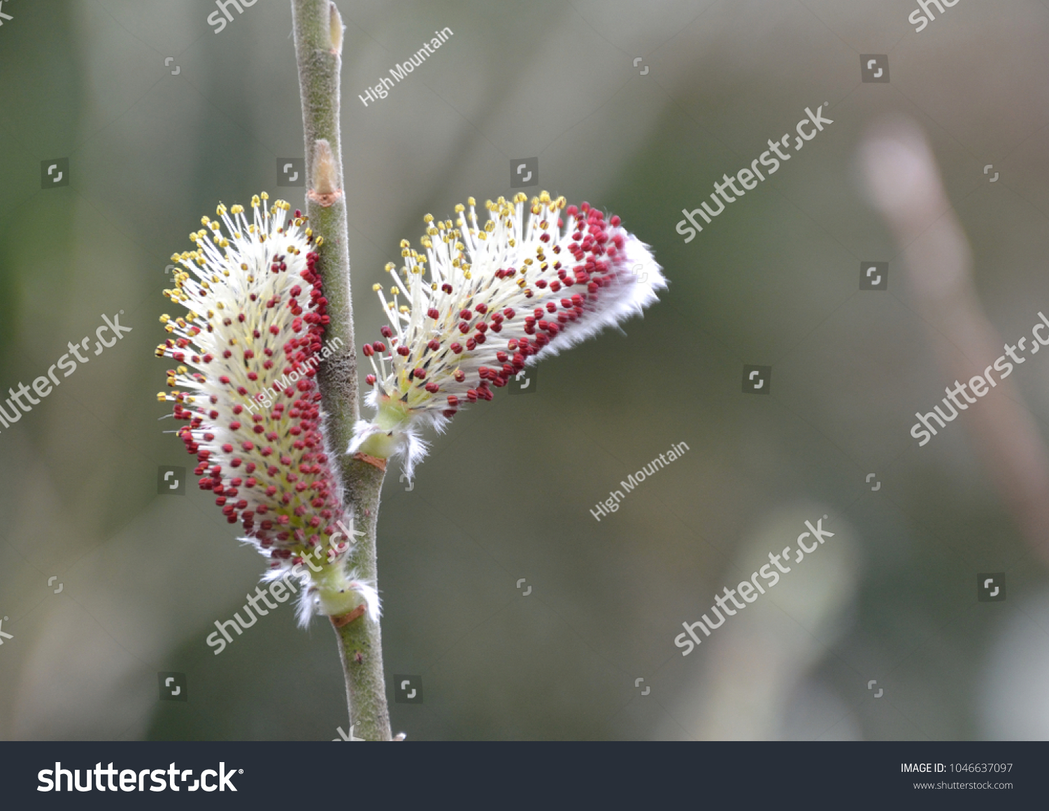 Pretty Blossoms Rosegold Pussy Willow Salix Stock Photo 1046637097