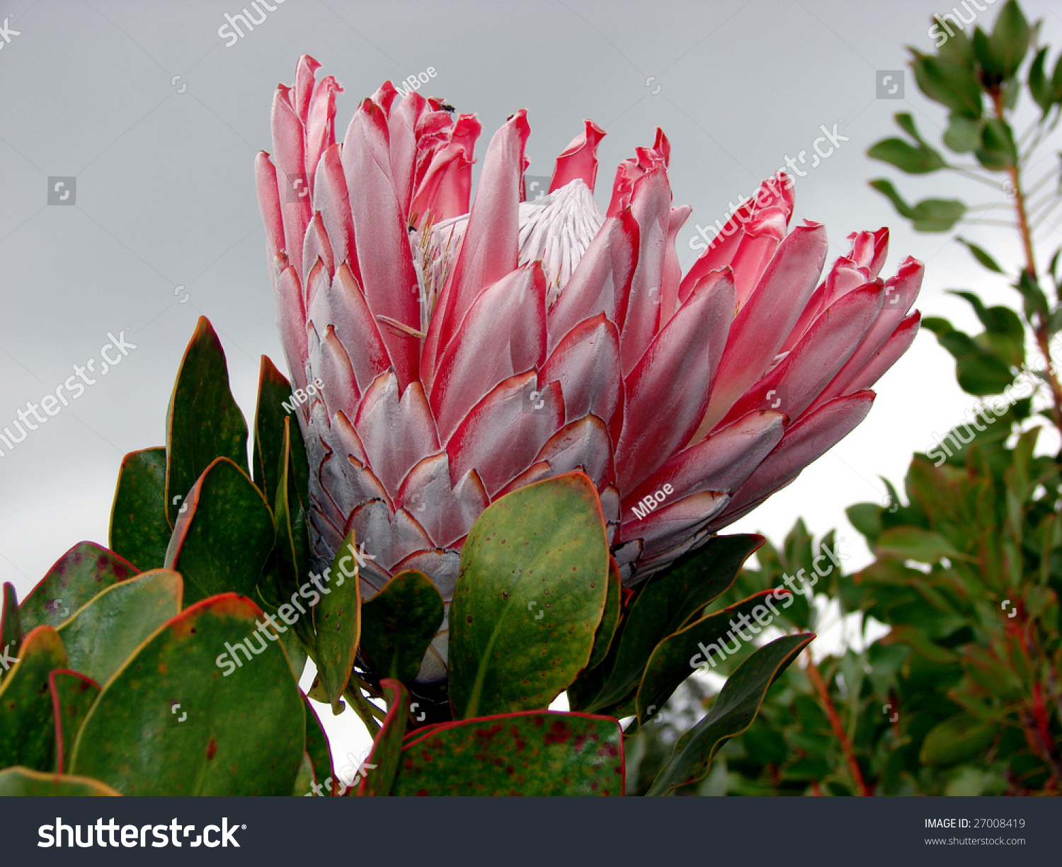 Protea Flower Side View Stock Photo 27008419 : Shutterstock