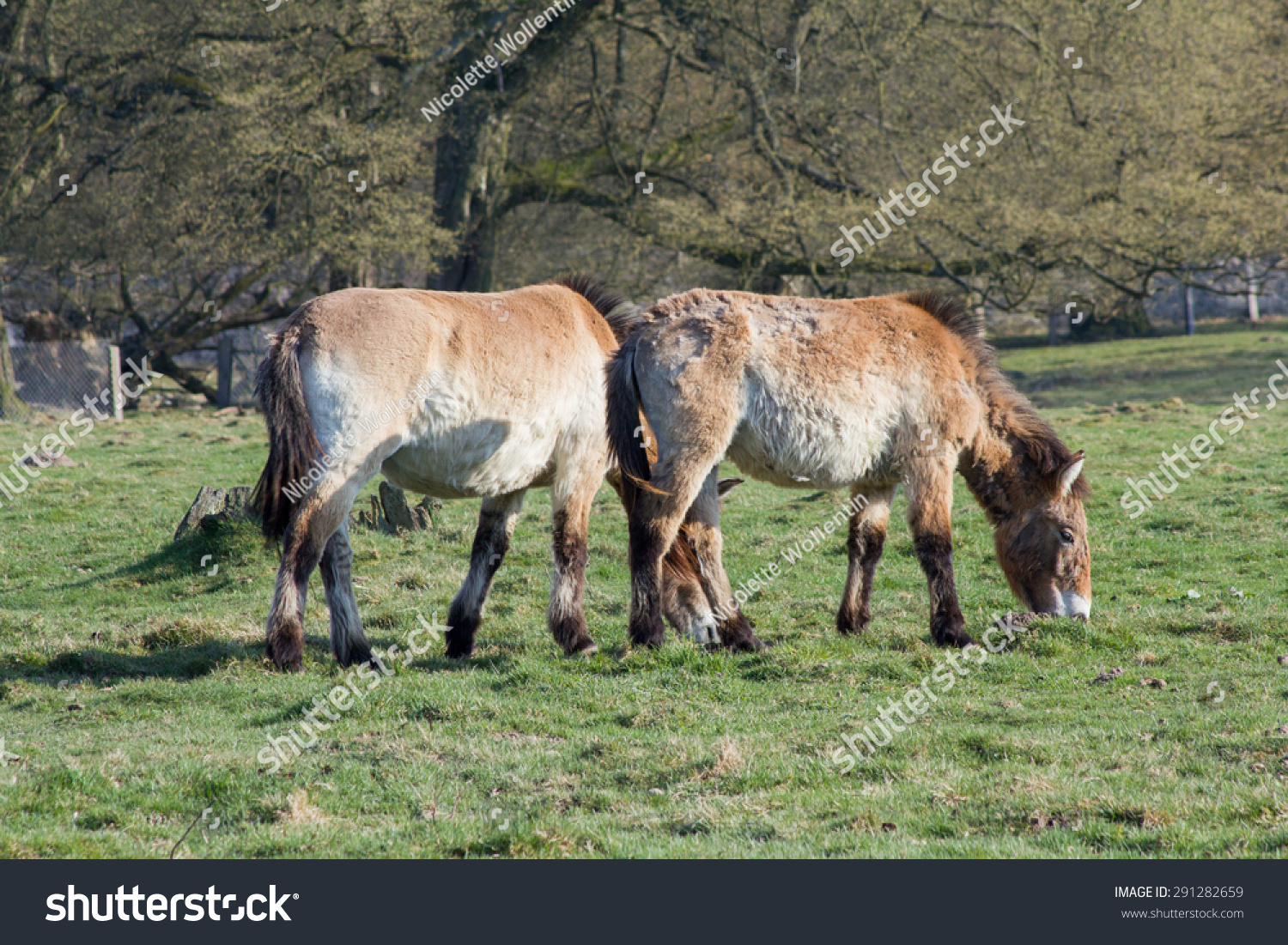 Przewalski horses are not known yet long Only in 1880 it was discovered by the Russian Asia researcher colonel Nikolas Michajlowitsch of Przewalski Przewalski horses are not known yet long Only in 1880 it was discovered by the Russian Asia researcher colonel Nikolas Michajlowitsch of Przewalski