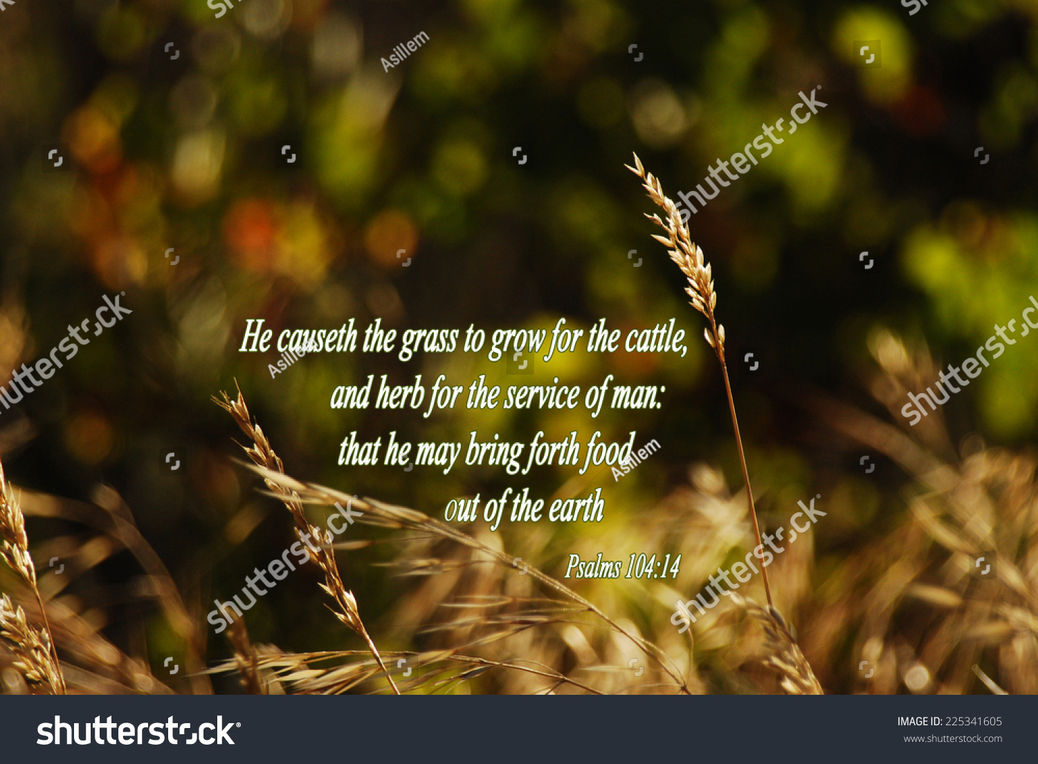 psalm-104-14-he-causeth-the-grass-to-grow-for-the-cattle-and-herb-for