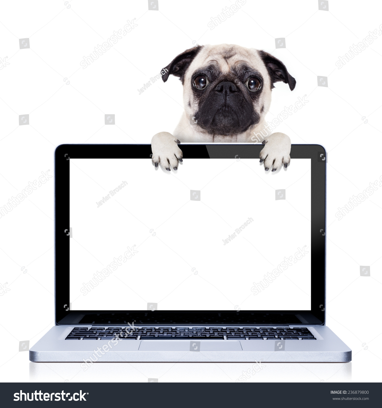 pug computer pug laptop pc laptop stock photo 236879800 pug computer pug laptop pc laptop stock photo 236879800