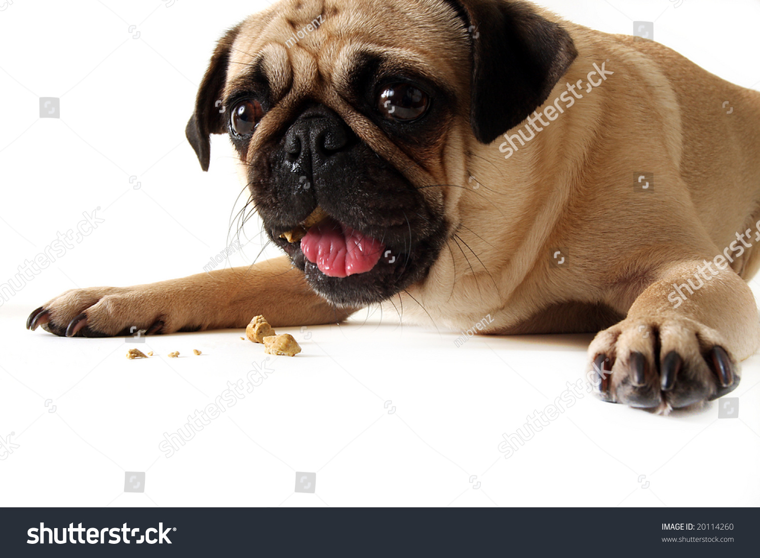what do pug puppies eat pug a cookie and isolated on white stock photo 20114260 what do pug puppies eat pug a cookie and isolated on white stock photo 20114260