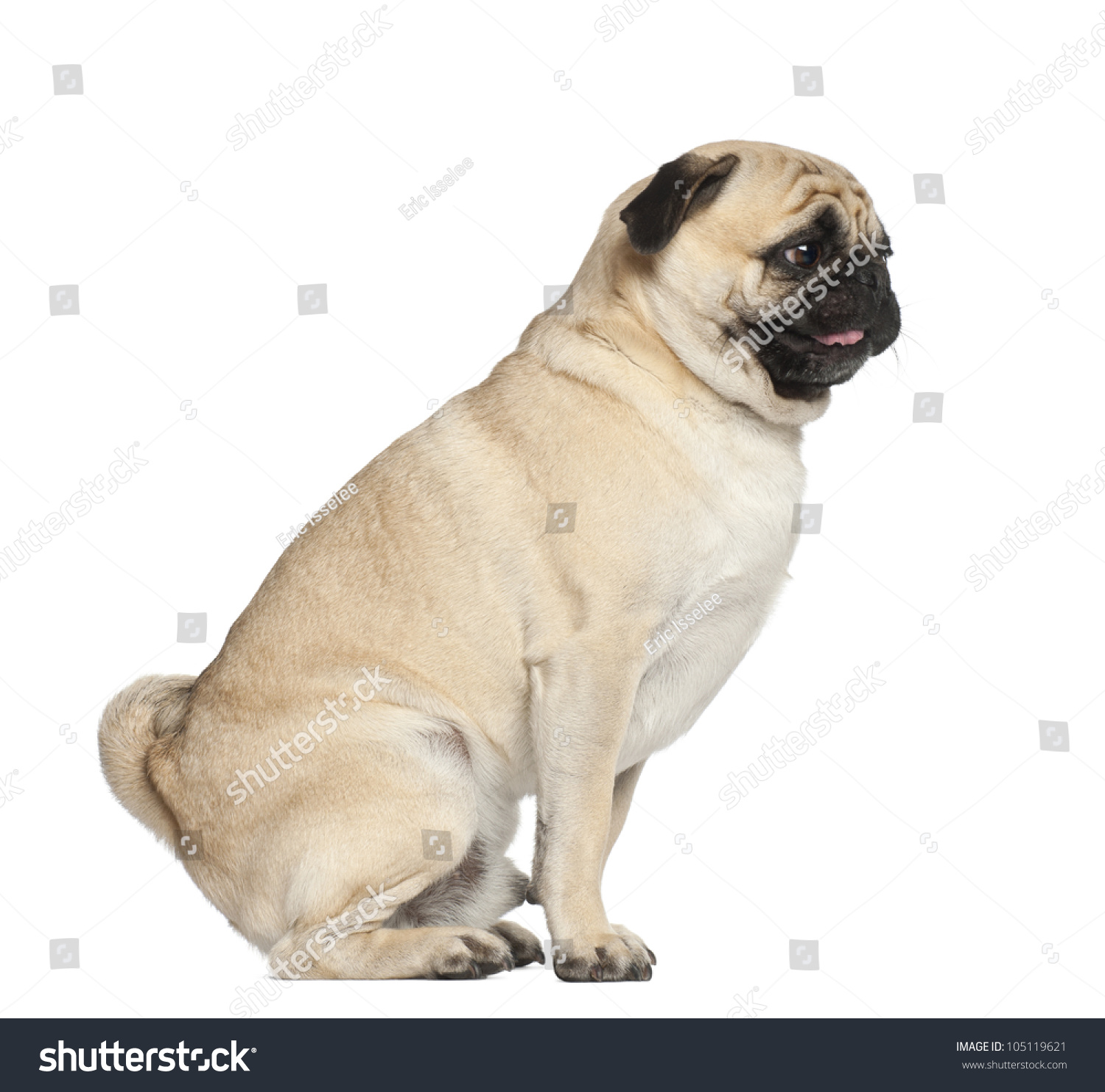 how to a pug to sit pug 3 years sitting against white background stock photo 105119621 how to a pug to sit pug 3 years sitting against white background stock photo 105119621