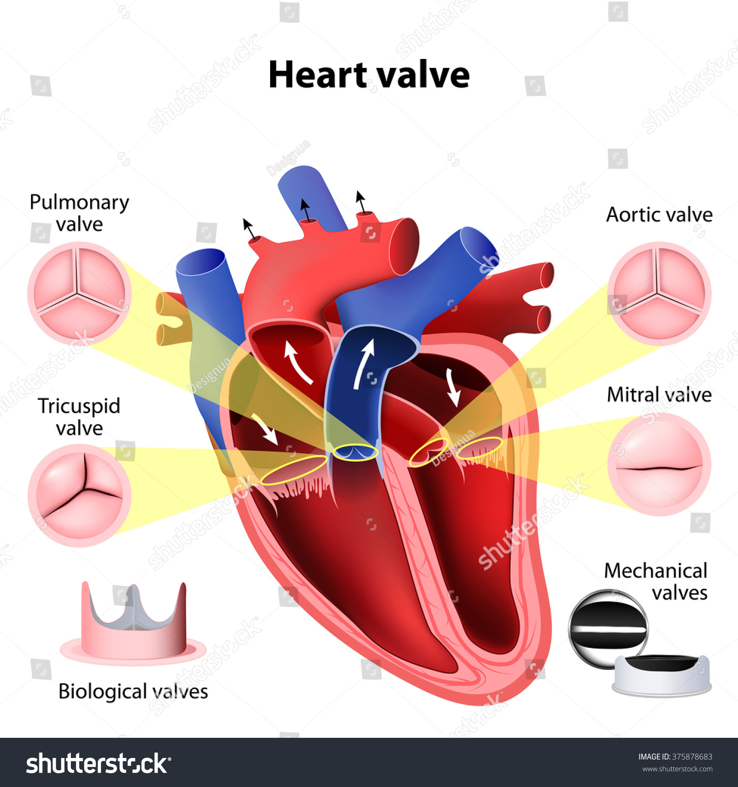 pulmonary-tricuspid-aortic-mitral-valve-biological-stock-illustration