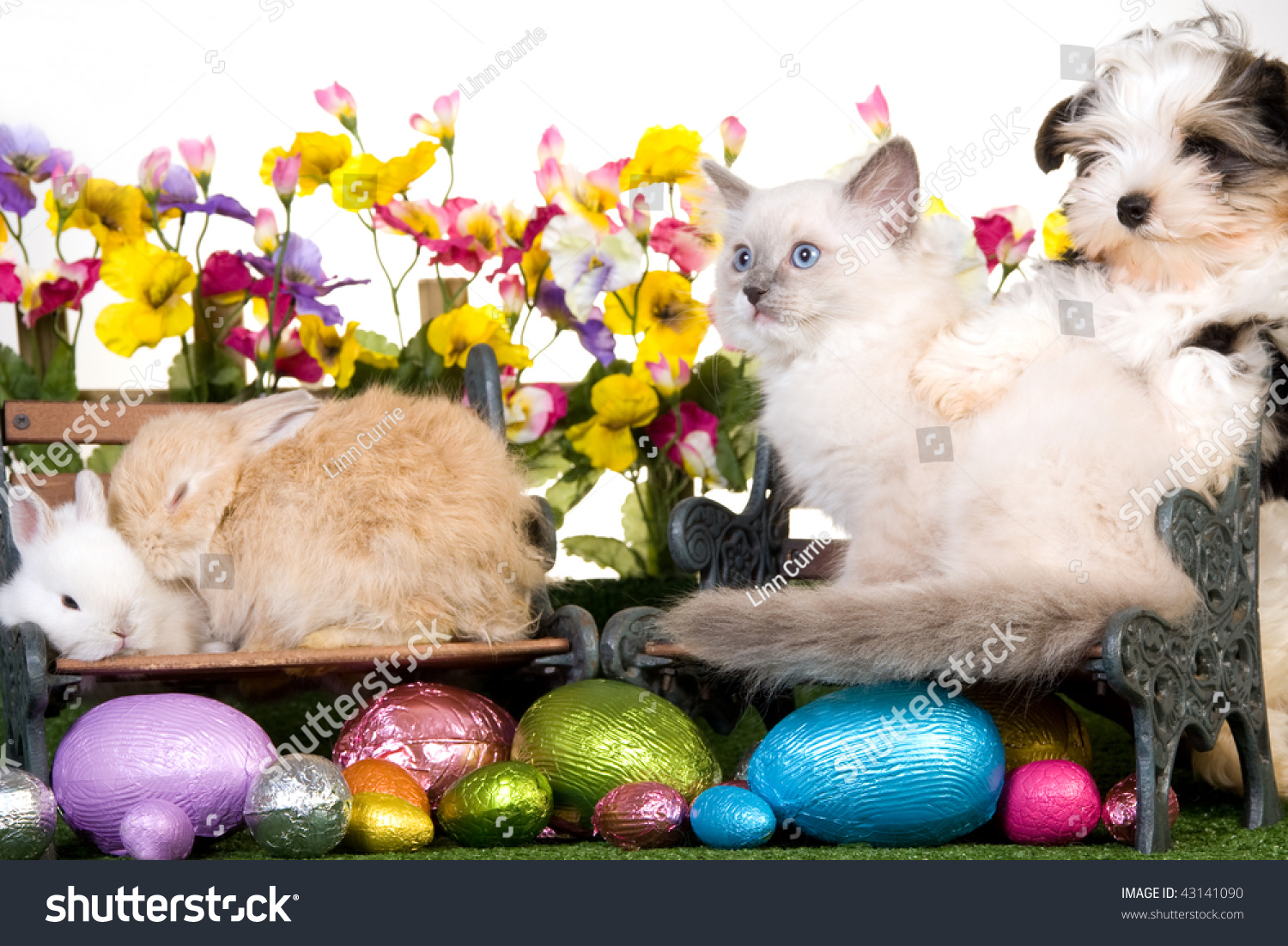 Puppy Kitten Bunnies Rabbits With Easter Eggs Picket Fence Flowers