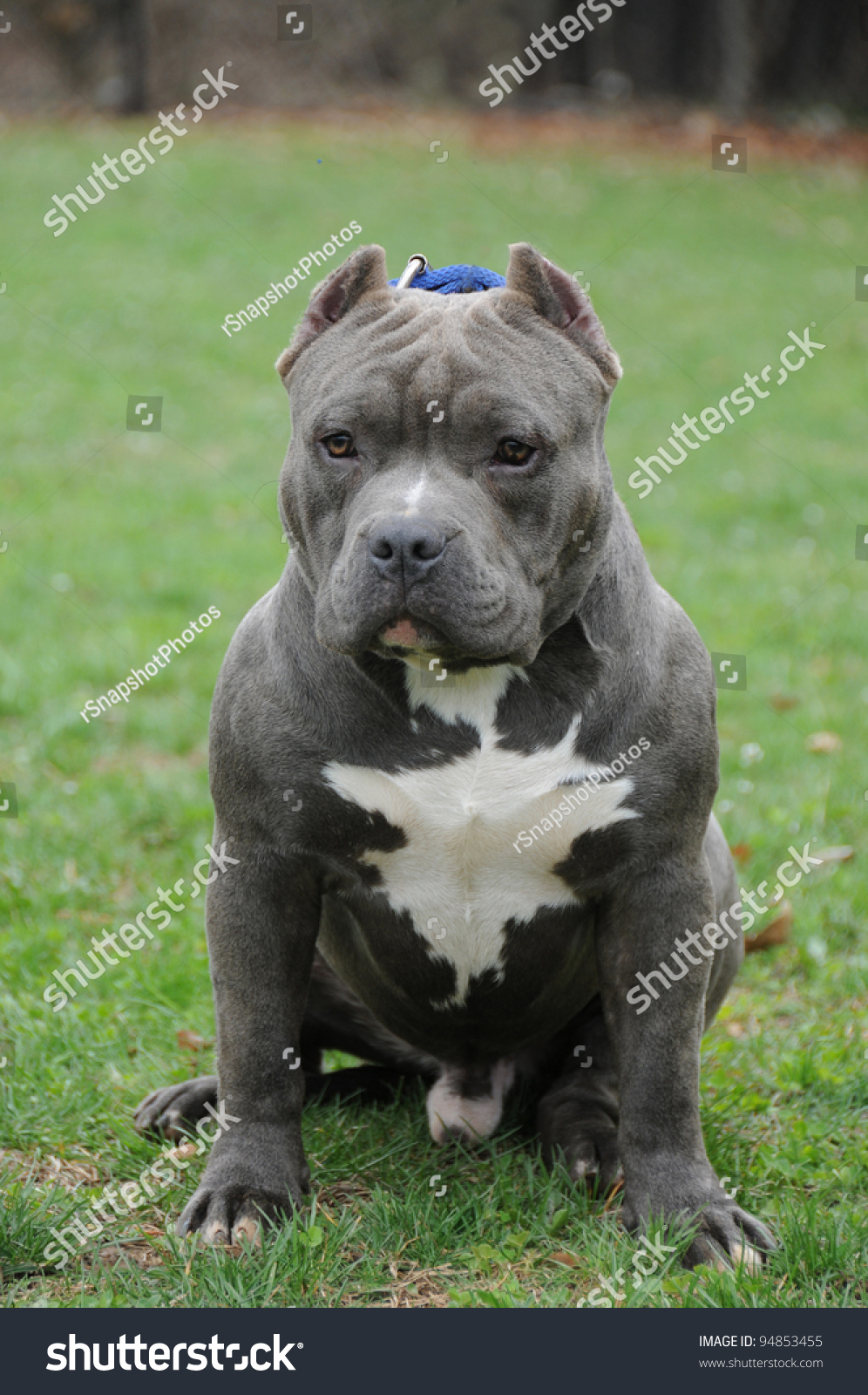 Purebred Bully