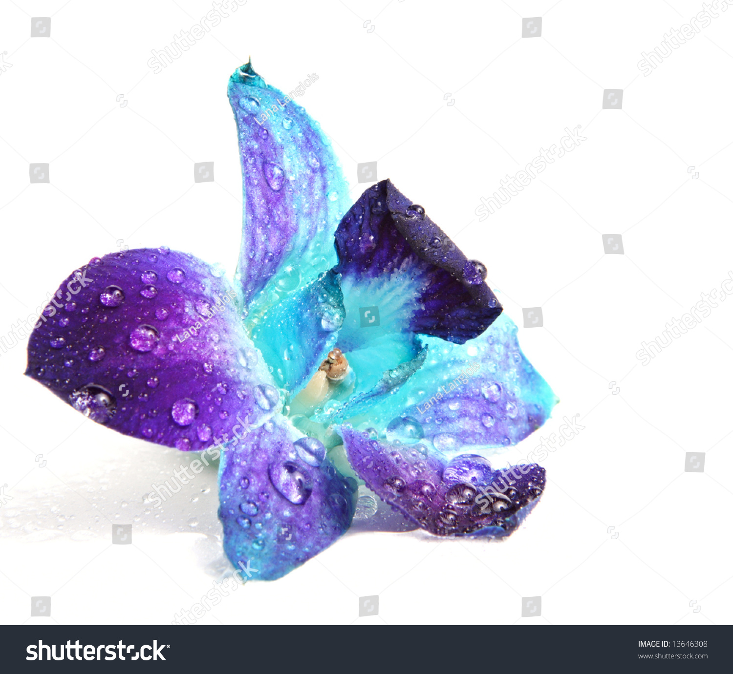Blue And Purple Orchid Flower