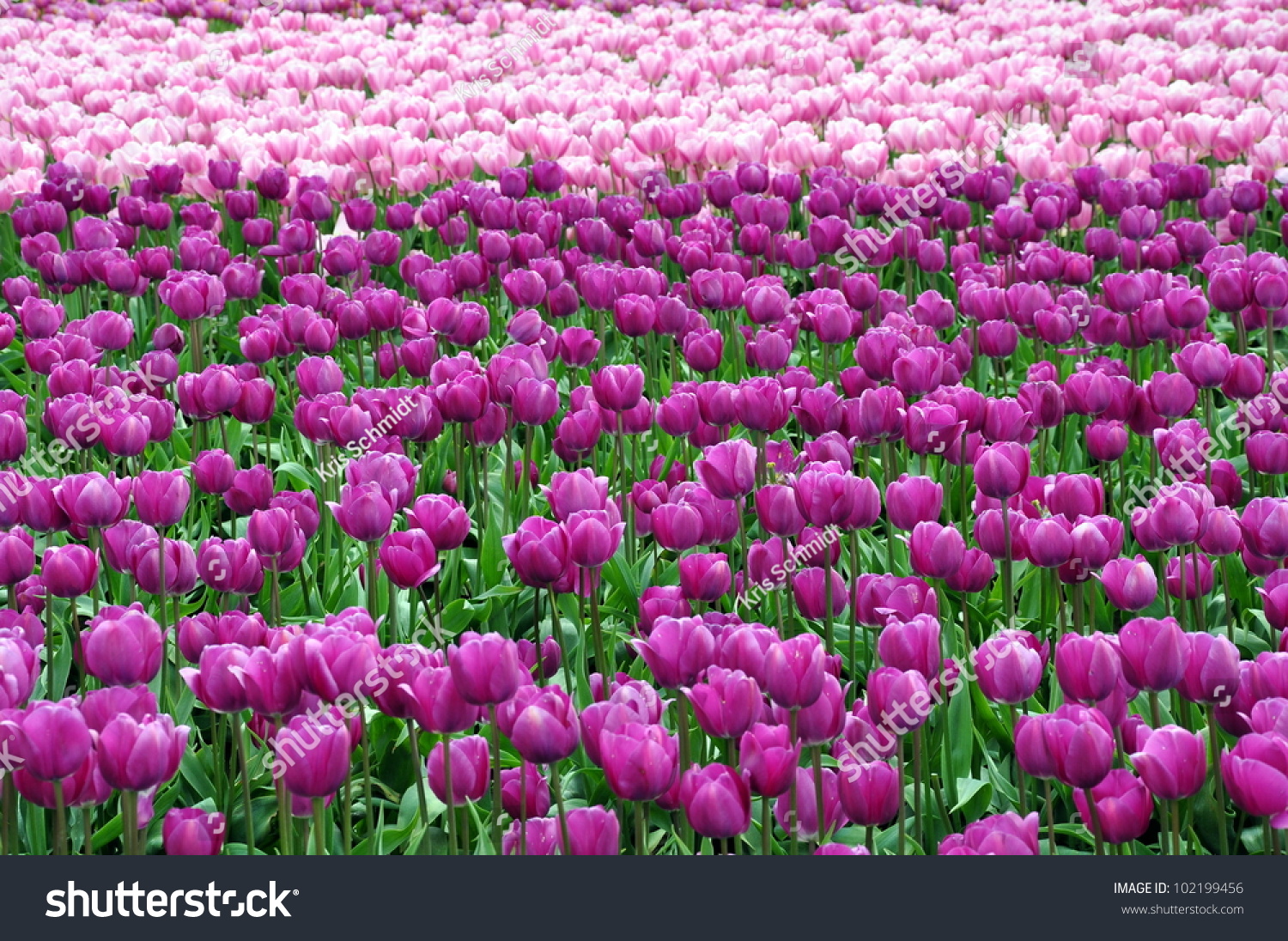 Purple and pink tulips