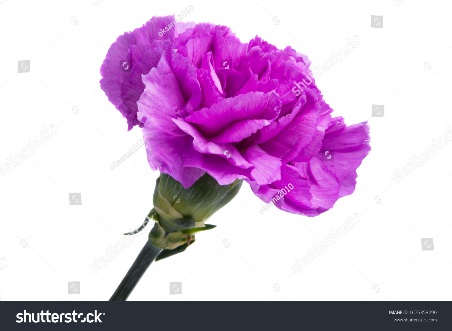 25 092 Purple Carnations Images Stock Photos Vectors Shutterstock