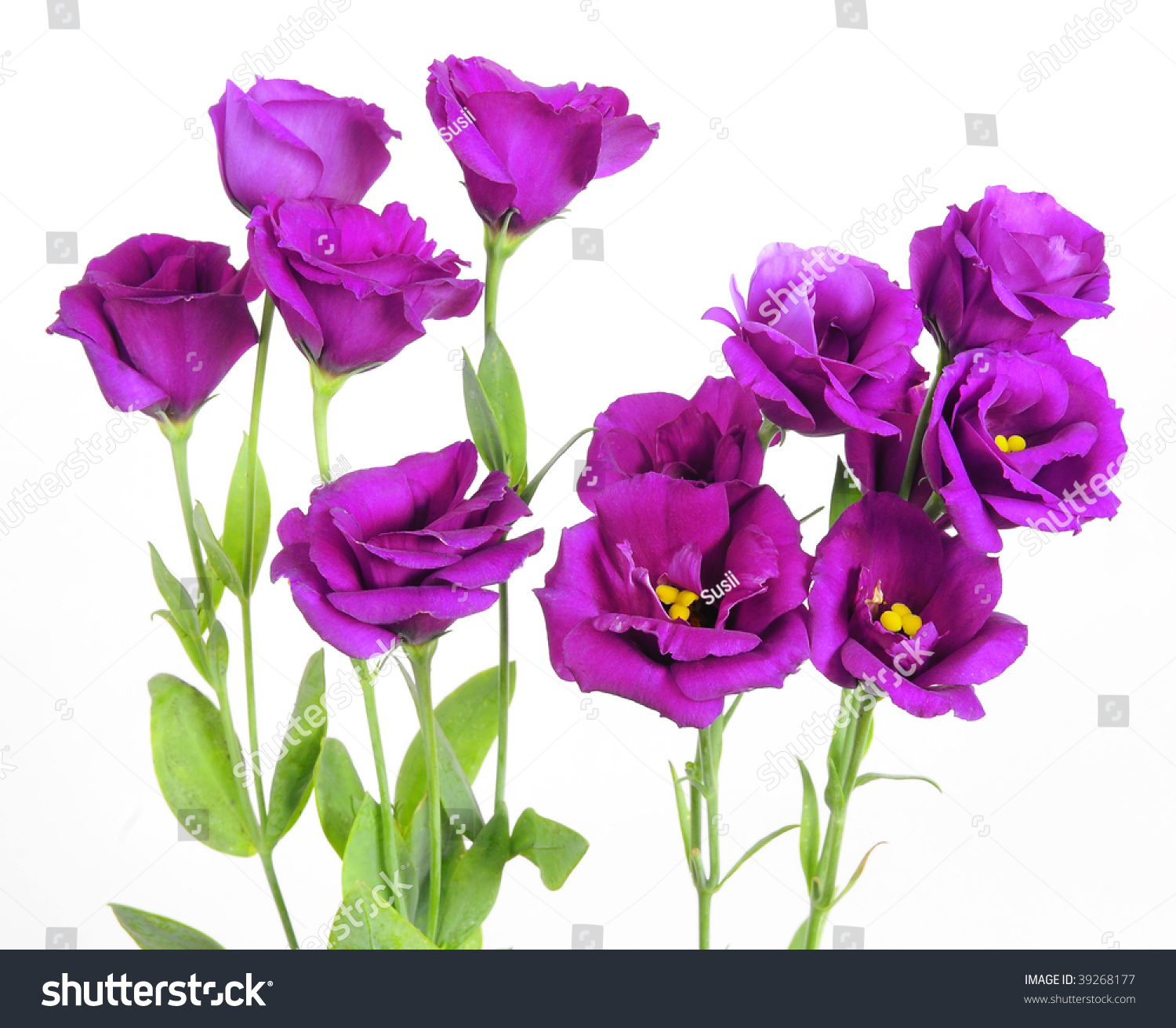 Purple Flower Stock Photo 39268177 : Shutterstock