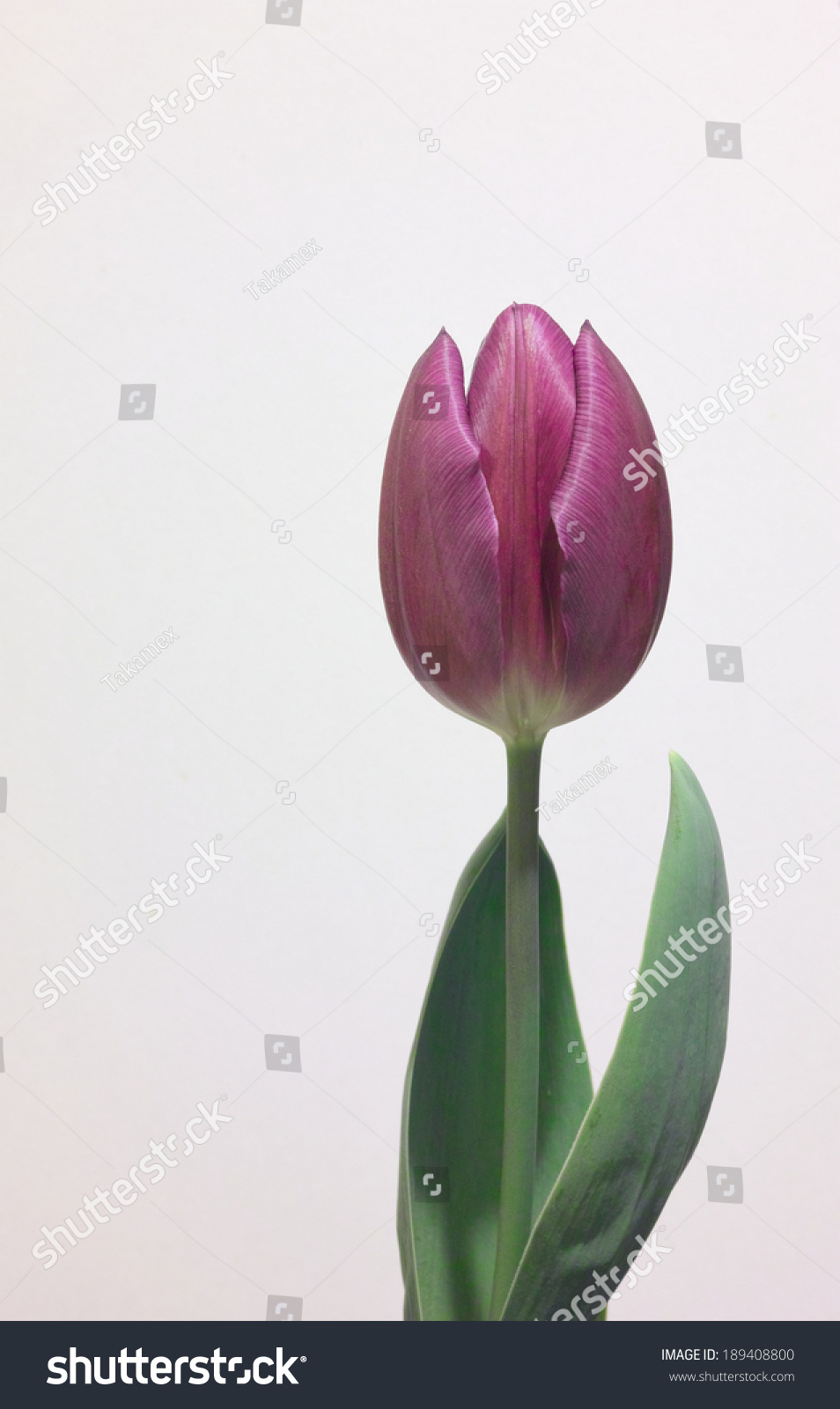 Purple Tulip Isolated on White Background Purple Tulip Isolated on White Background
