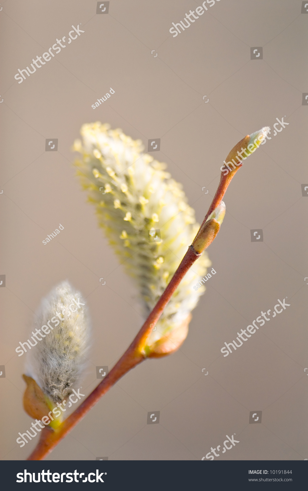 Pussy Willow Branch With Catkins In All Growth Phases Stock Photo