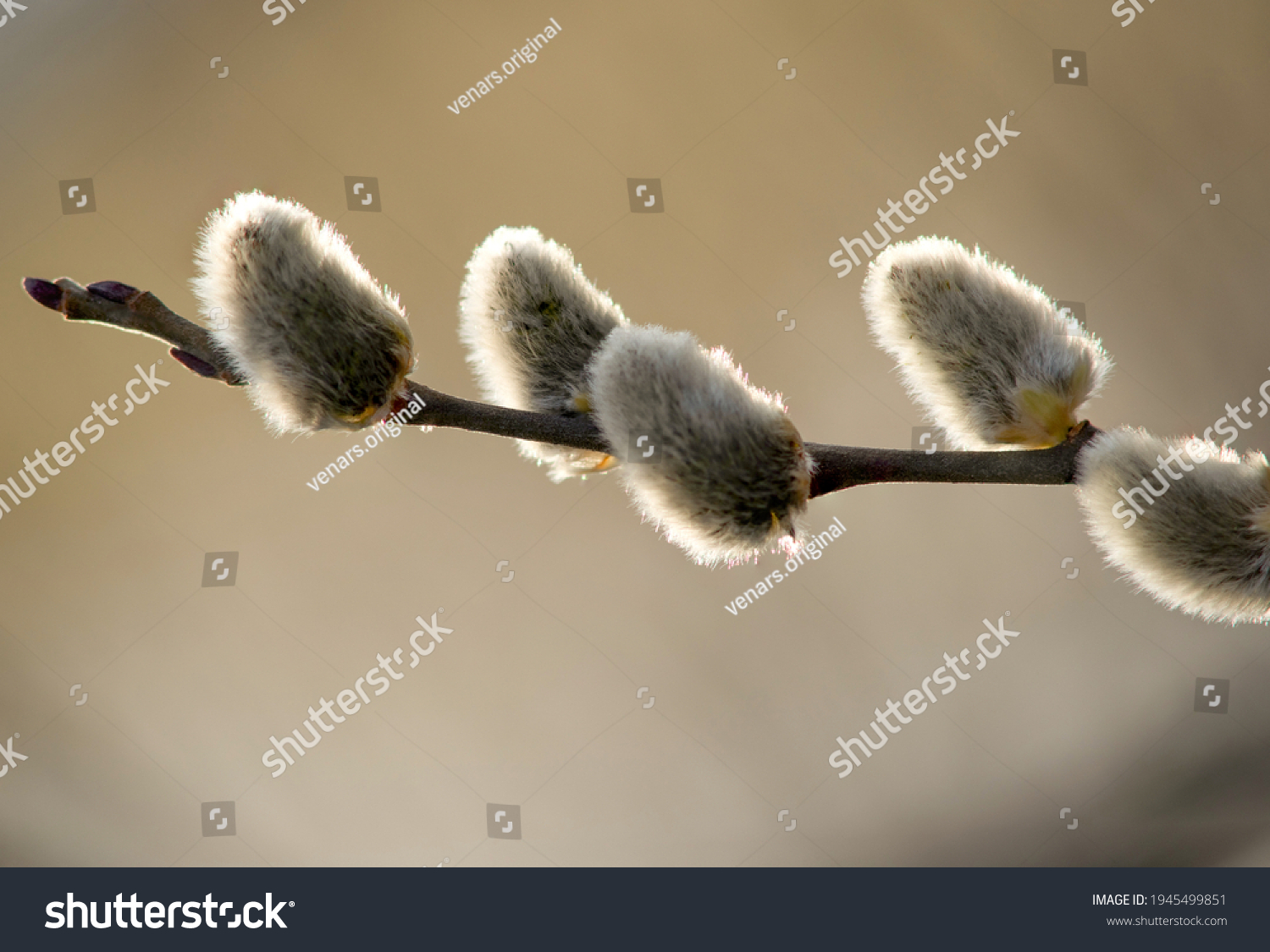 Pussy Willow Cats One Symbols Spring Stock Photo Shutterstock