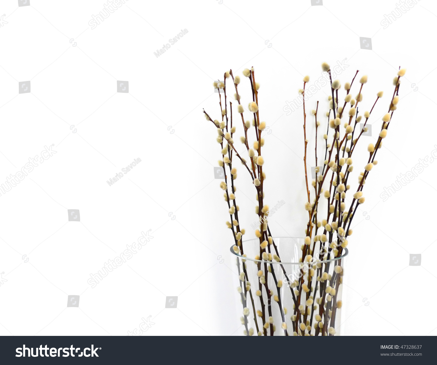 Pussy Willows Branches Ina Glass Vase Over White Background Salix