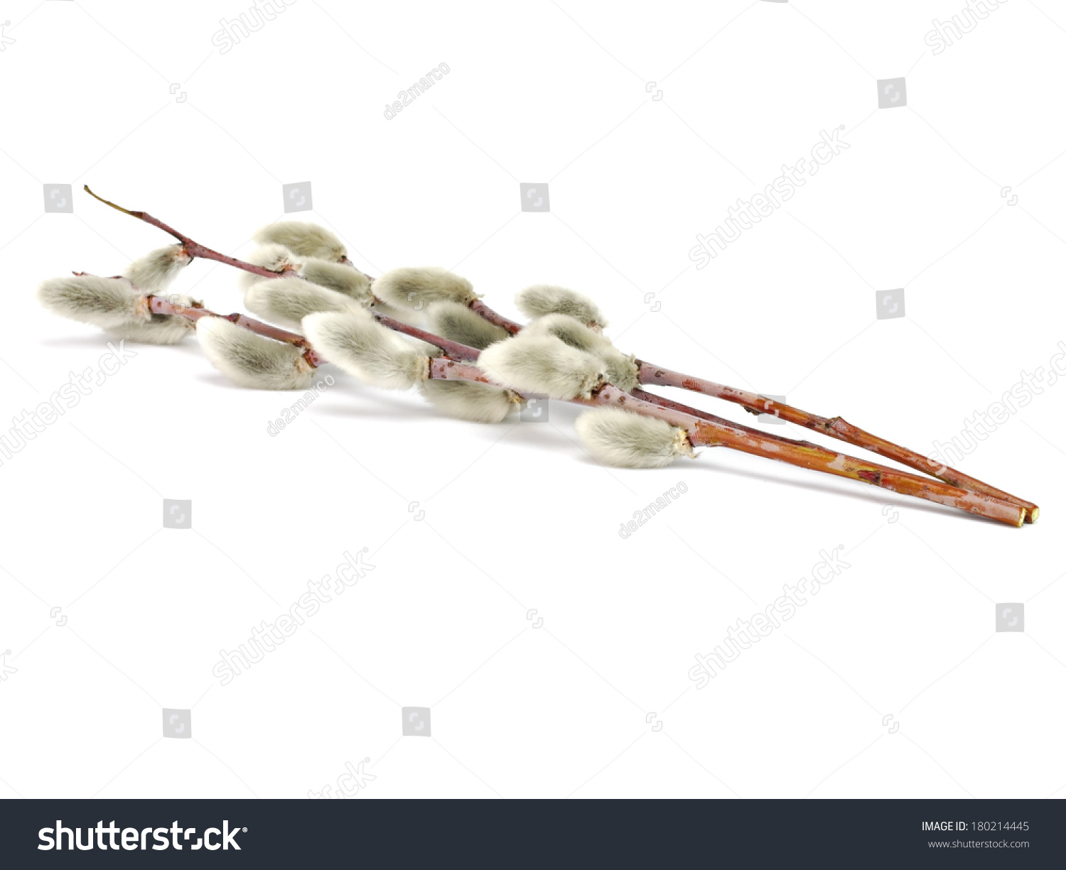 Pussy Willows Branches On A White Background Stock Photo