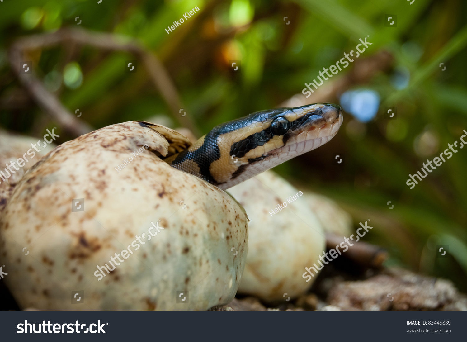 Pythons Hatching Everglades Stock Photo 83445889 - Shutterstock