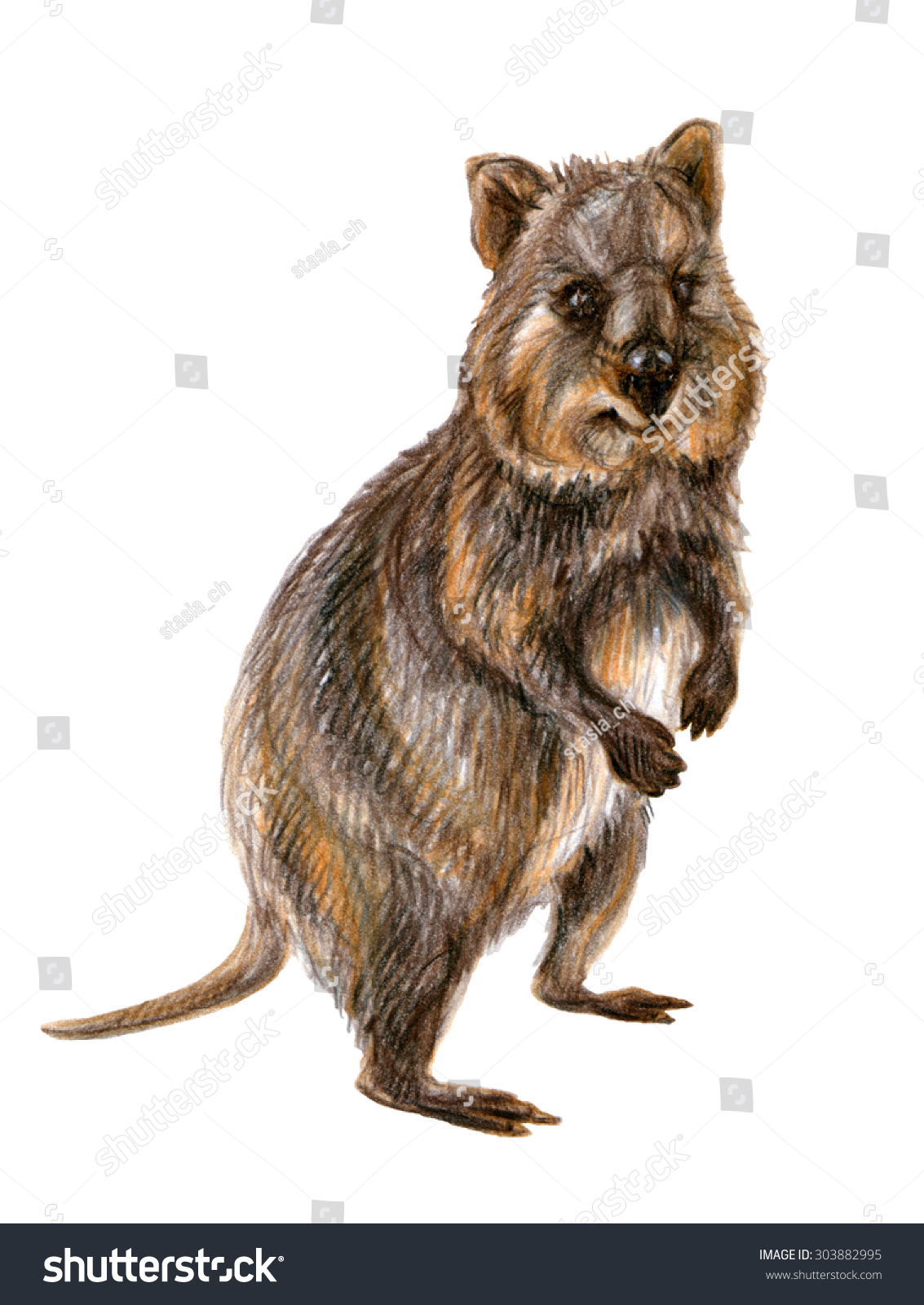 Quokka On White Background Hand Drawn Stock Illustration 303882995