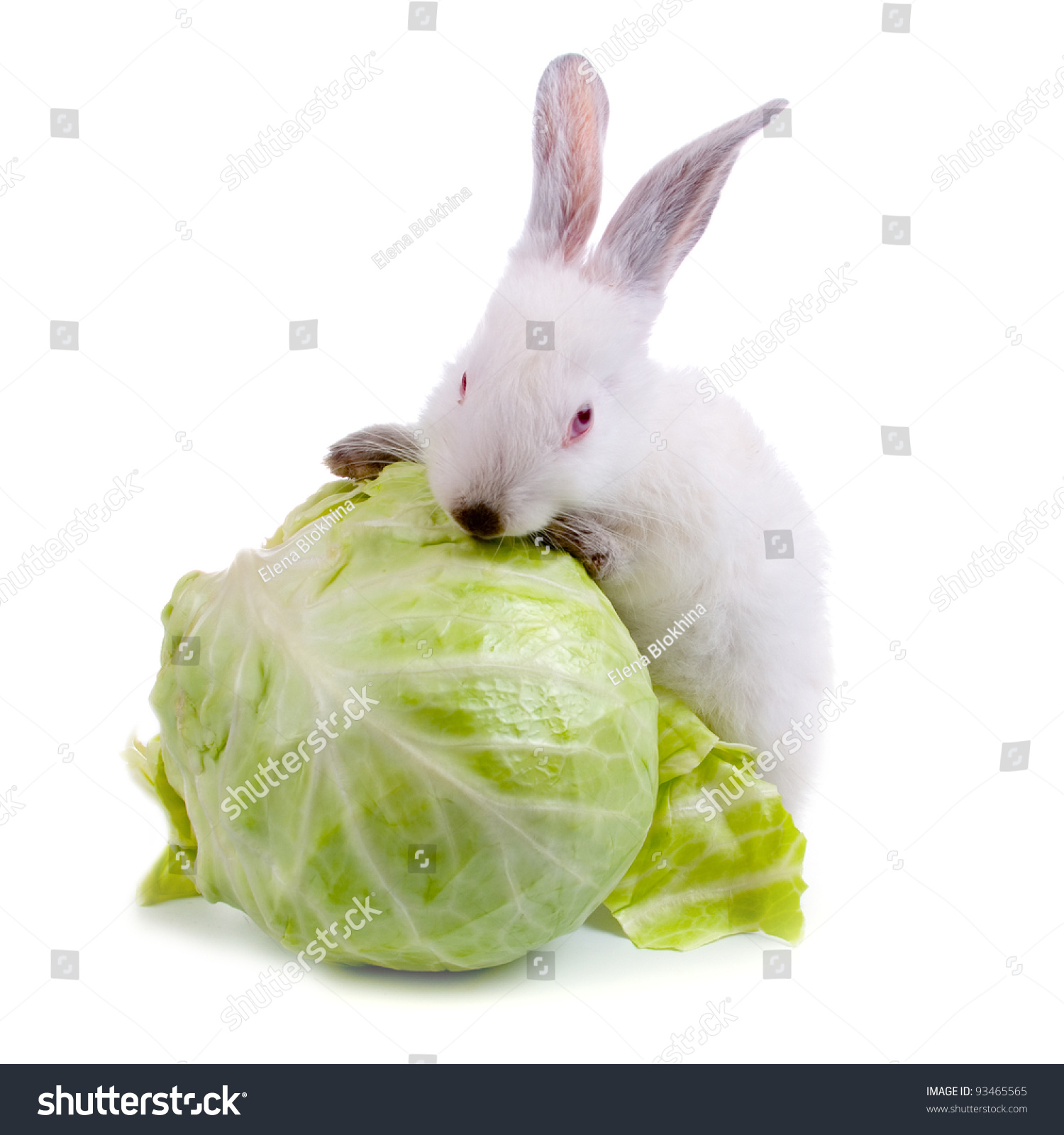 Rabbit Eats Cabbage Isolated On White Stock Photo 93465565 Shutterstock