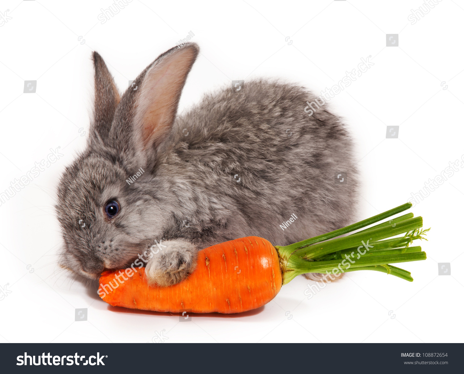Rabbit With Carrot Isolated On White Background Stock Photo 108872654